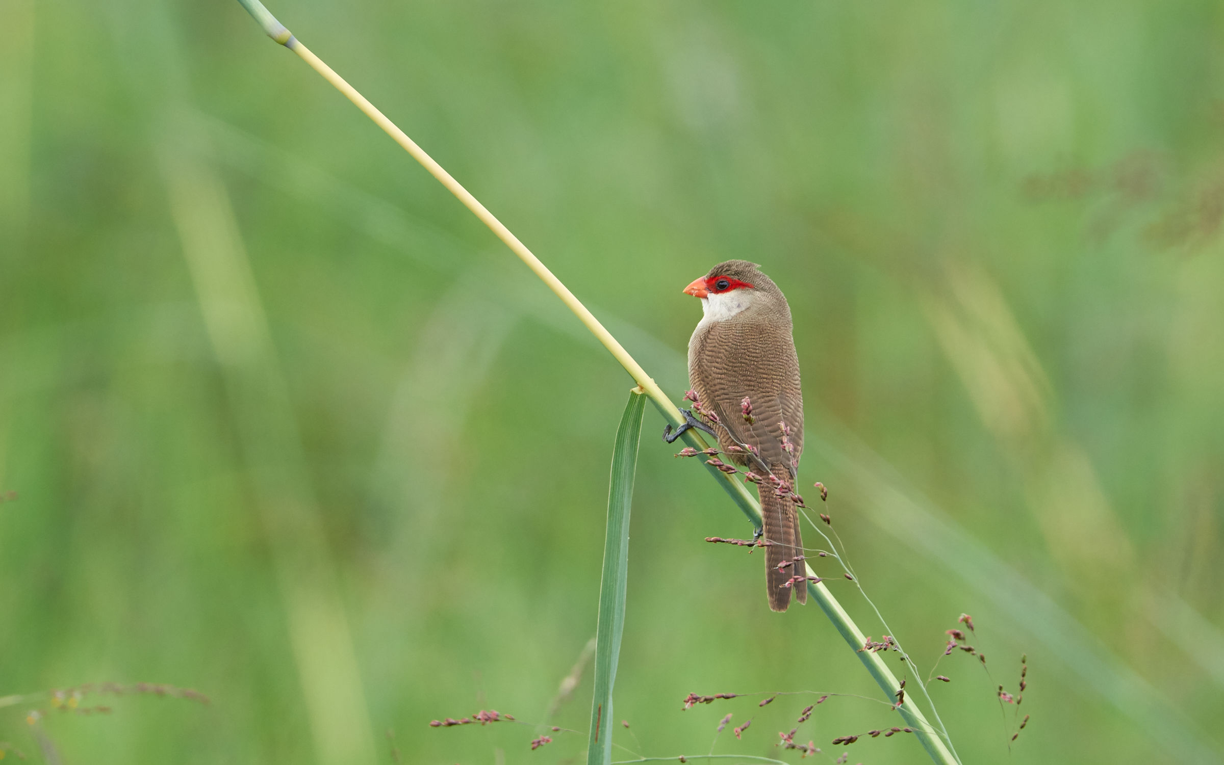 St. Helena Waxbill