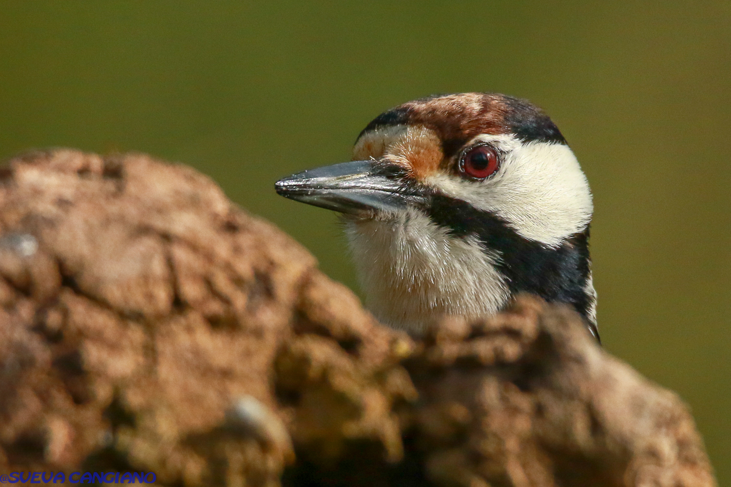 picchio rosso maggiore