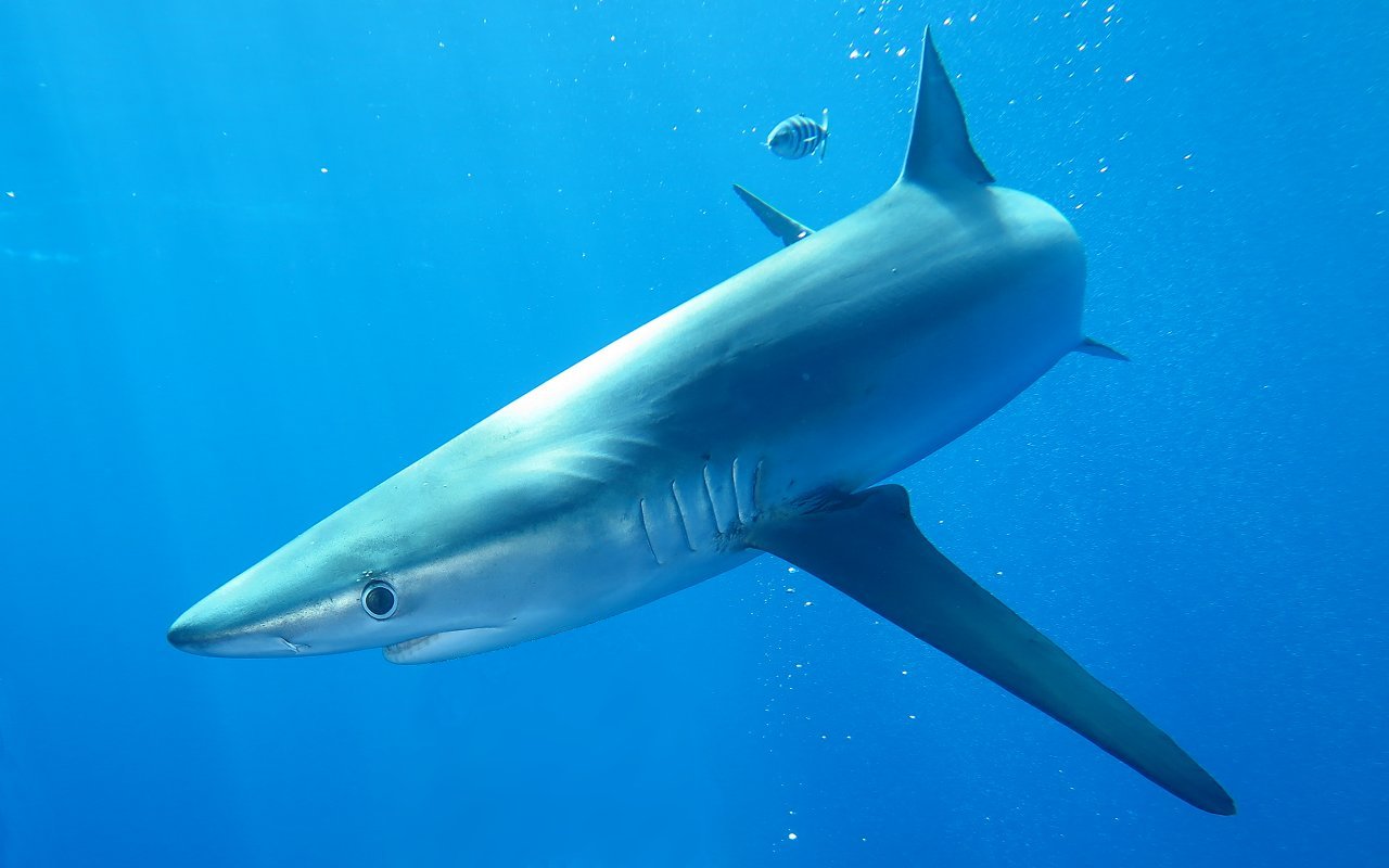 The Ferrari of the sea