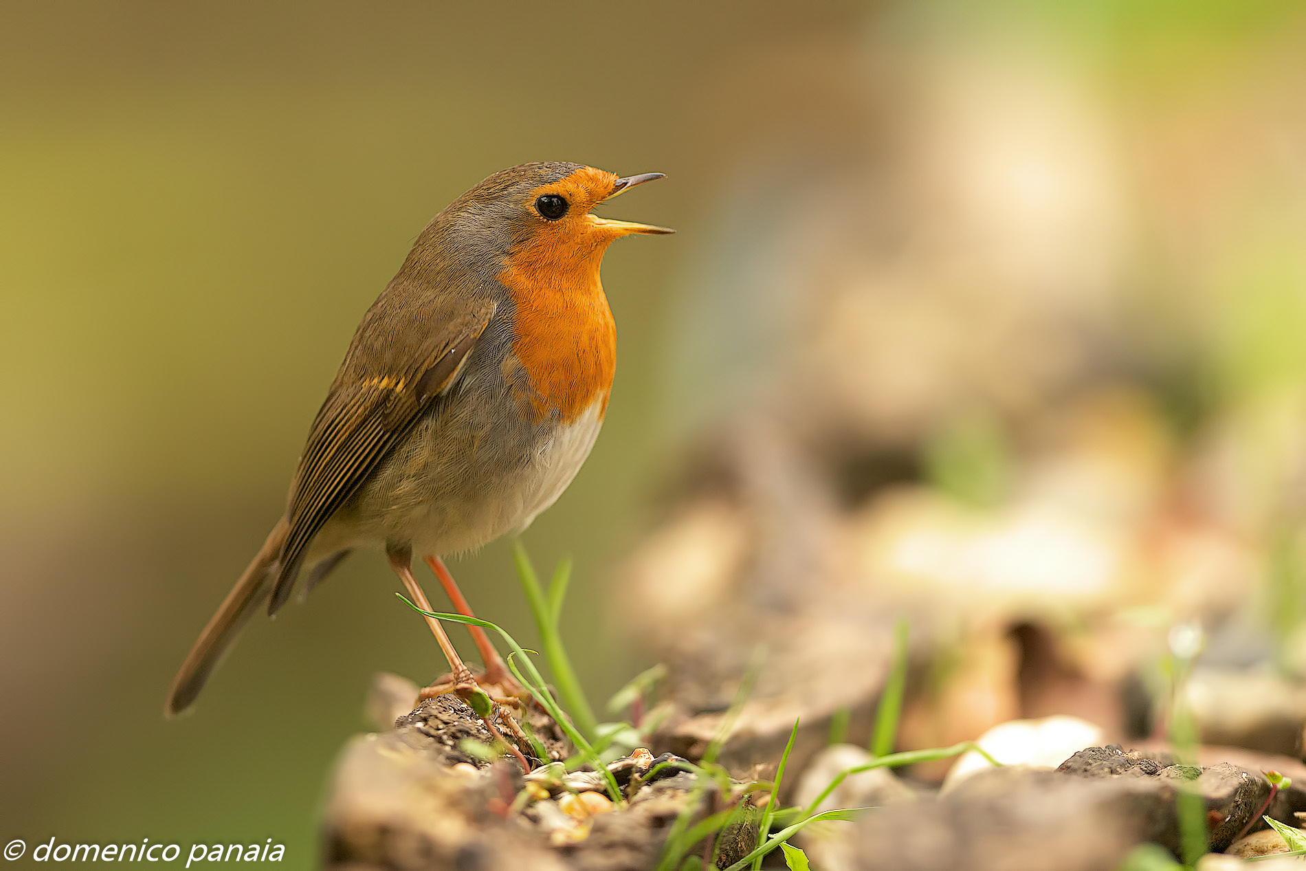 pettirosso canterino