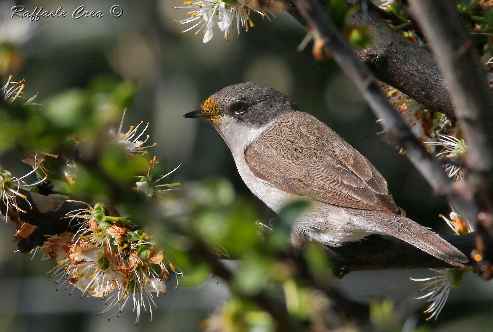 Lesser Whitethroat