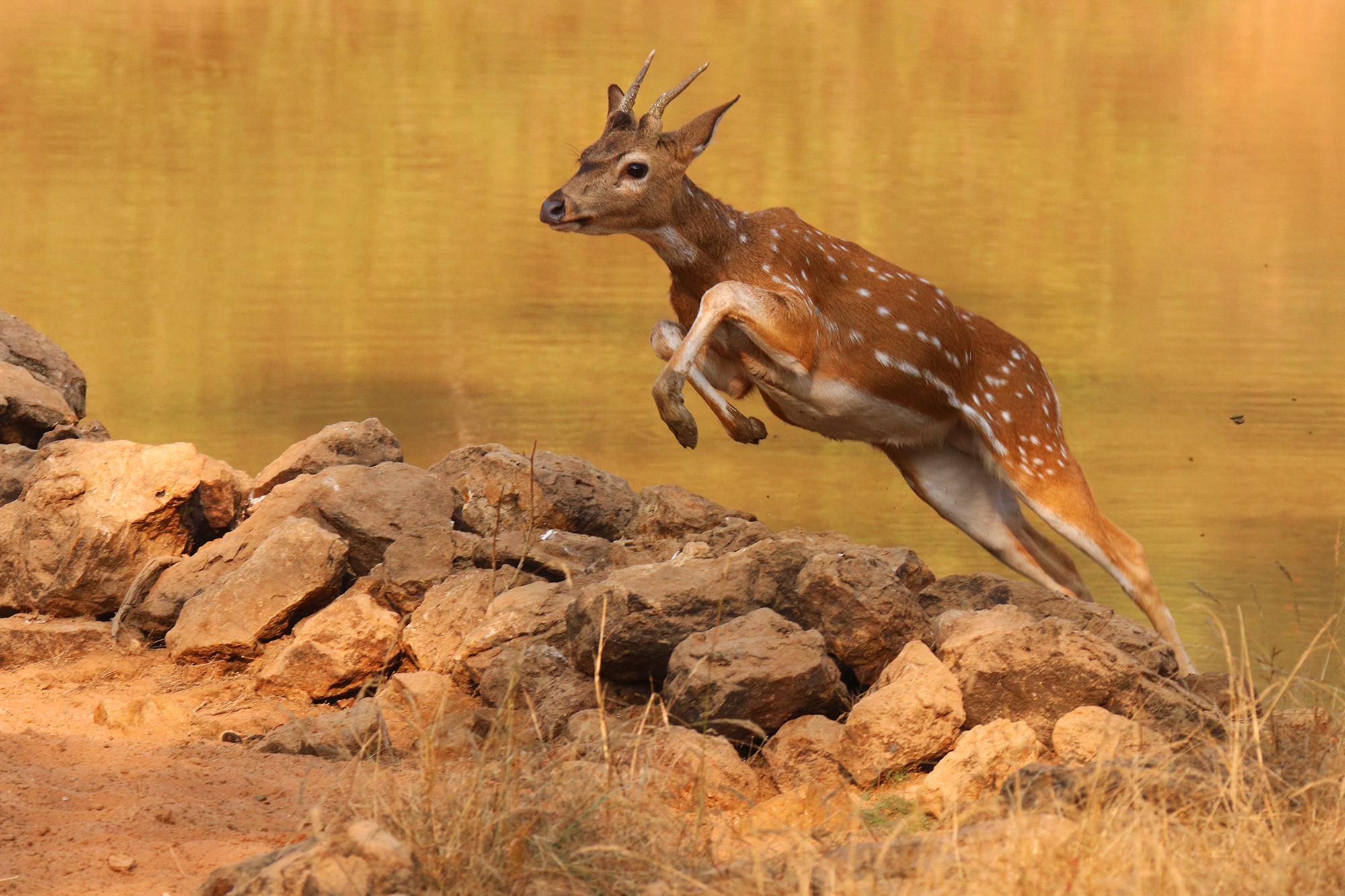 Young Chital (Axis Axis)