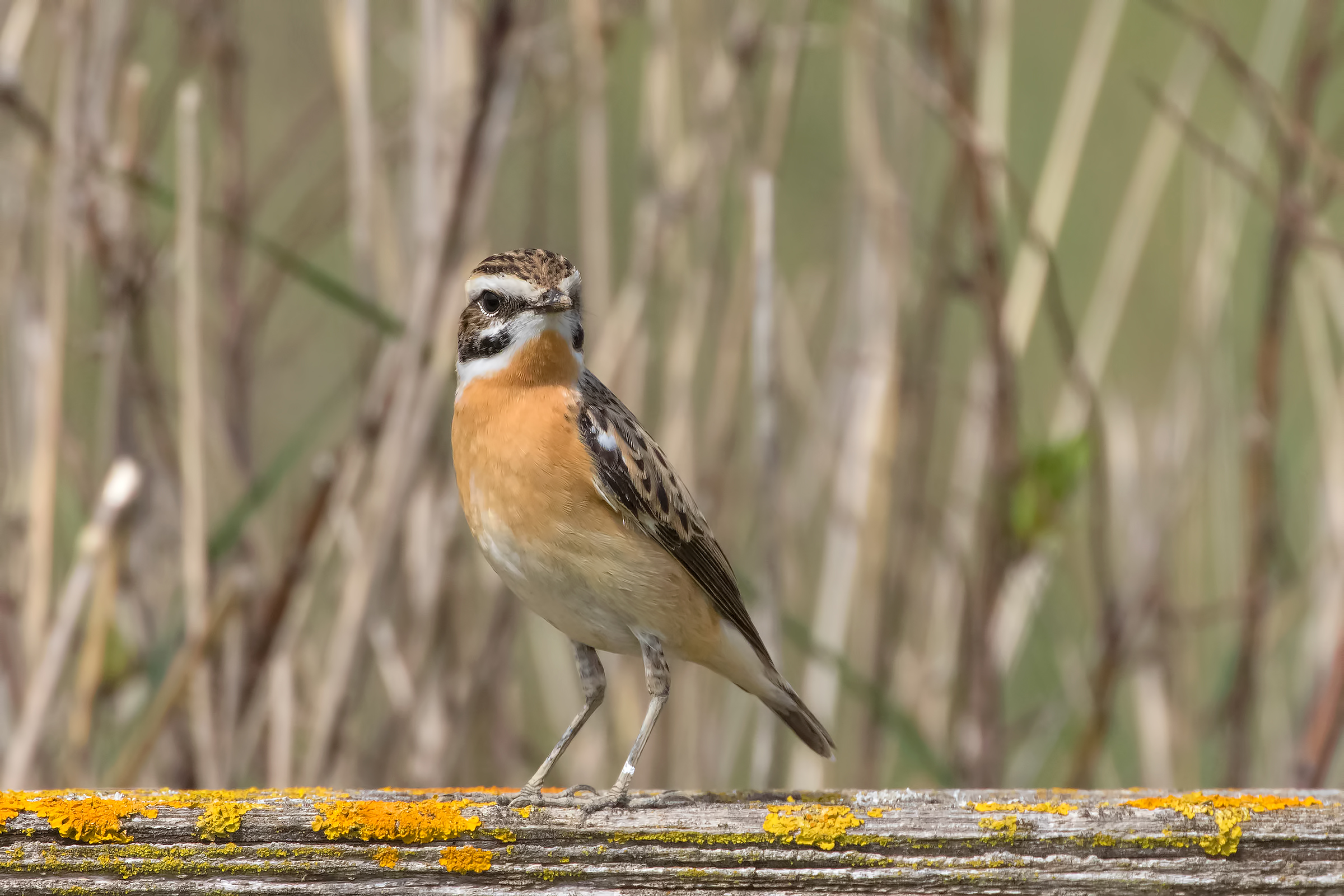 Whinchat