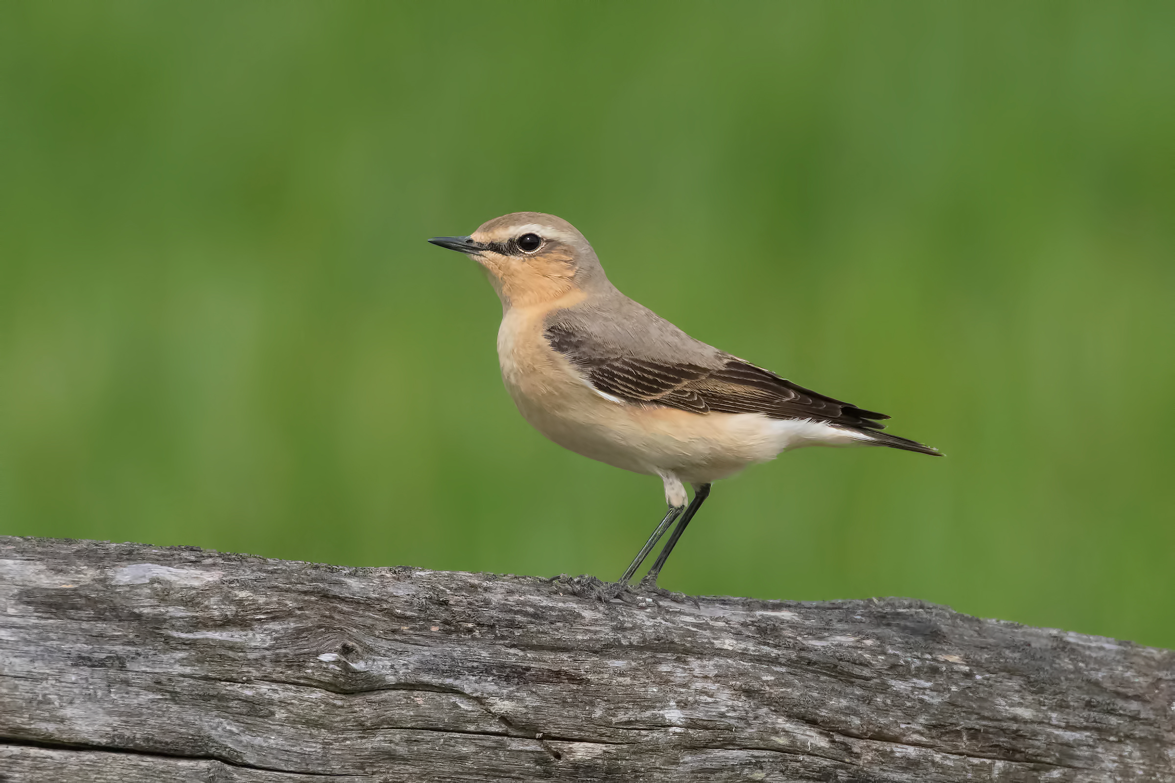 Northern Wheatear