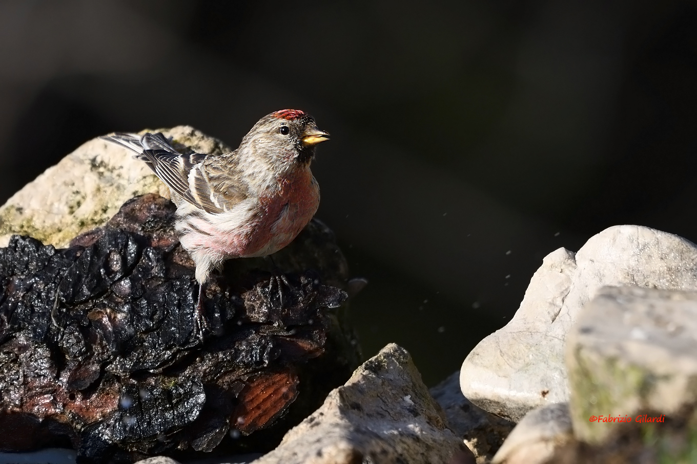 Carduelis flammea (Organetto m.)