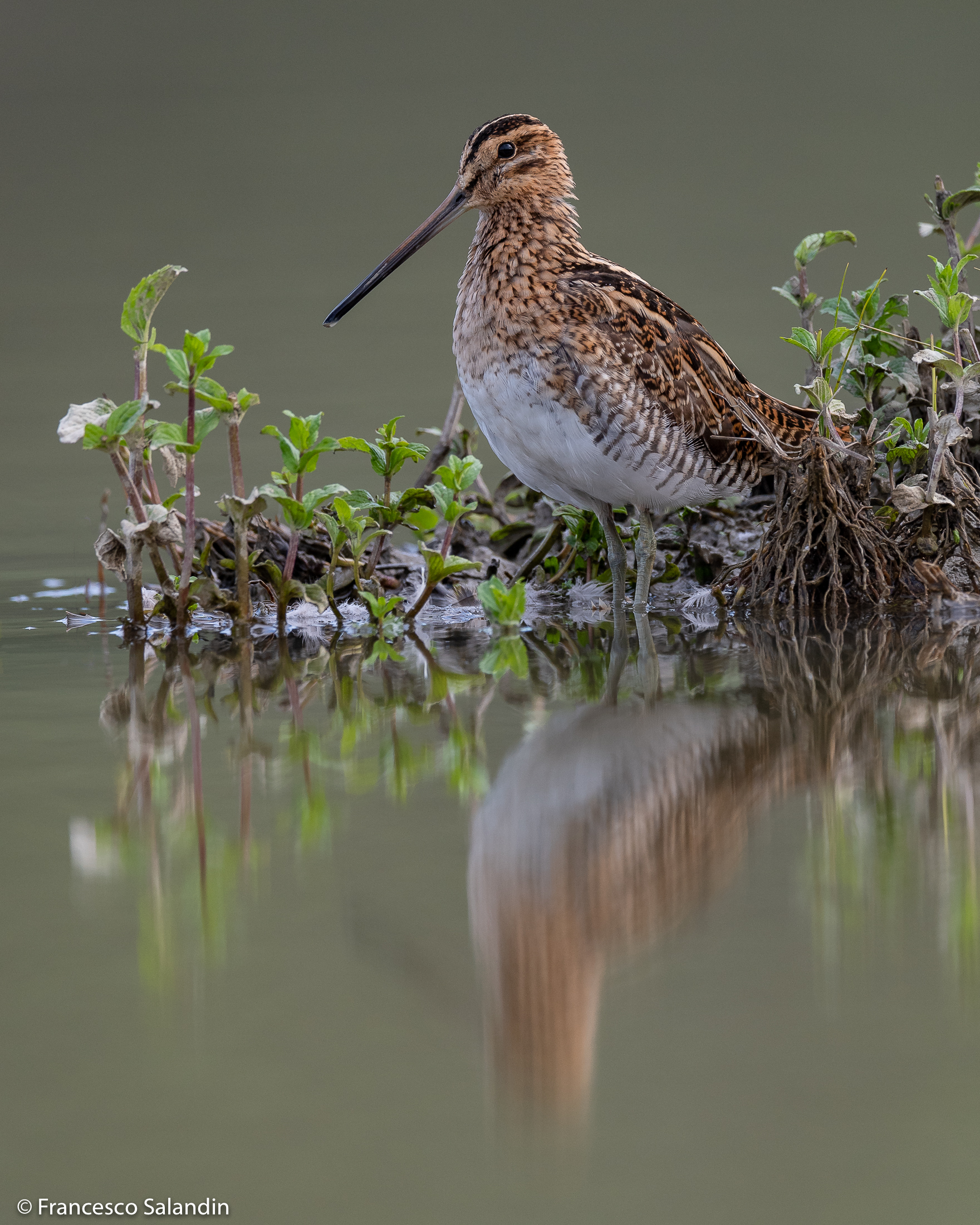 Beccaccino (Gallinago Gallinago)