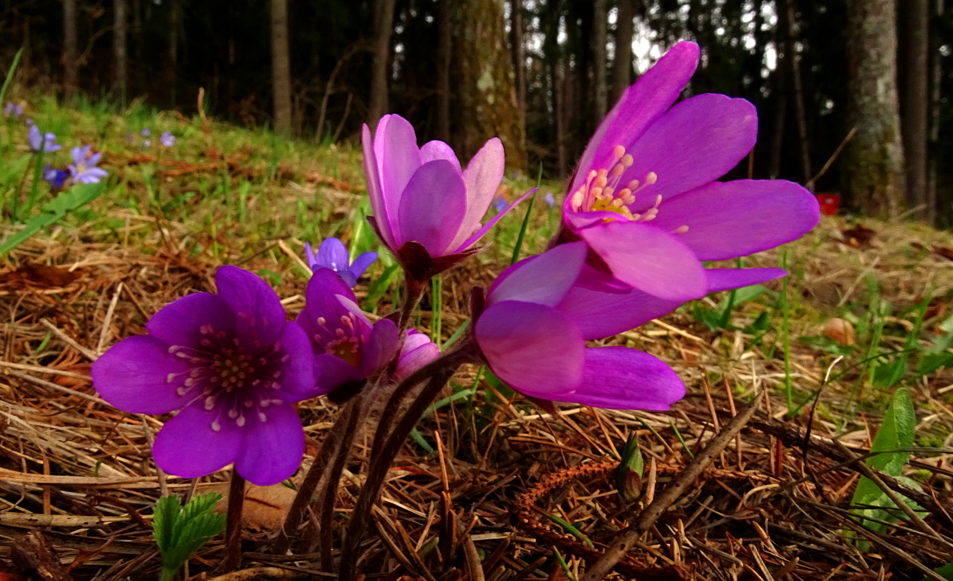 Hepatica fucsia