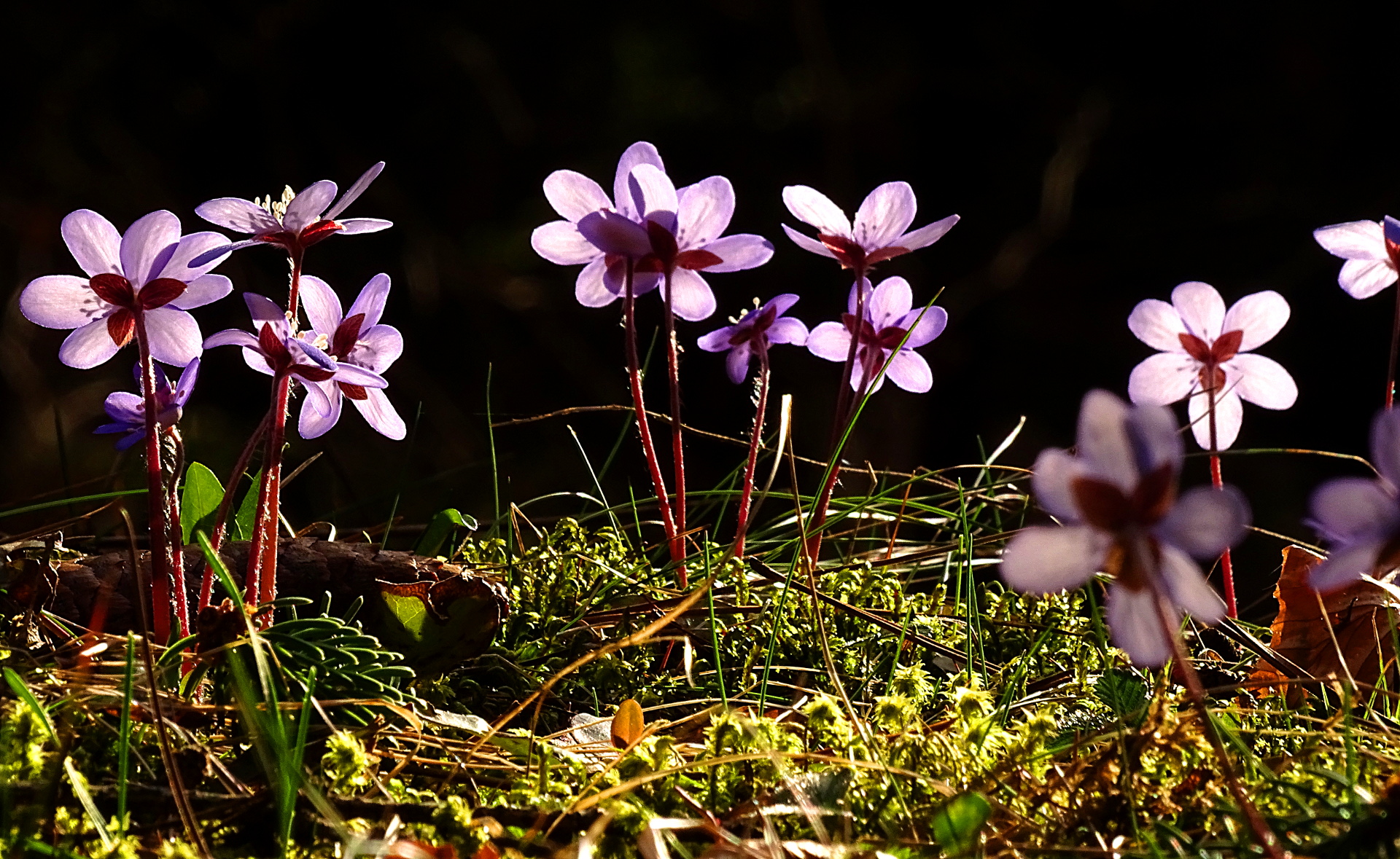 Hepatica al tramonto