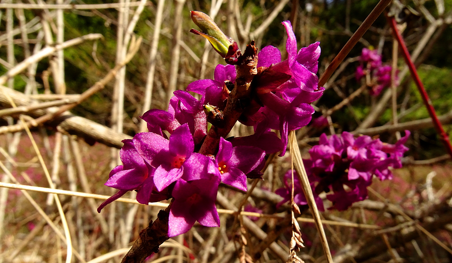Daphne Mezereus