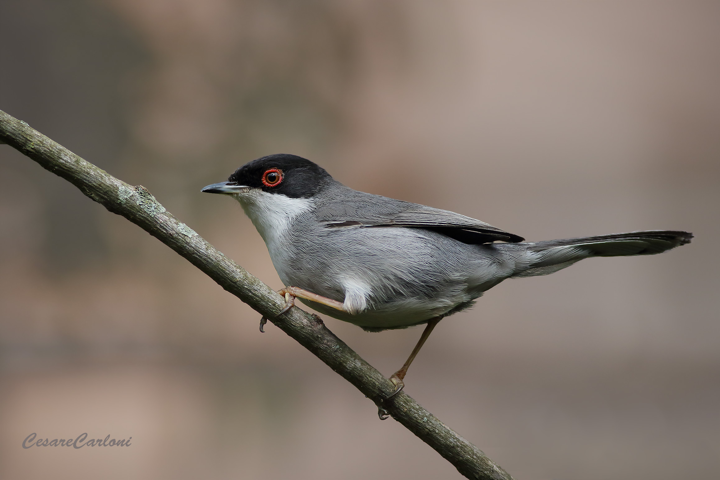 Occhiocotto (sylvia melanocephala)