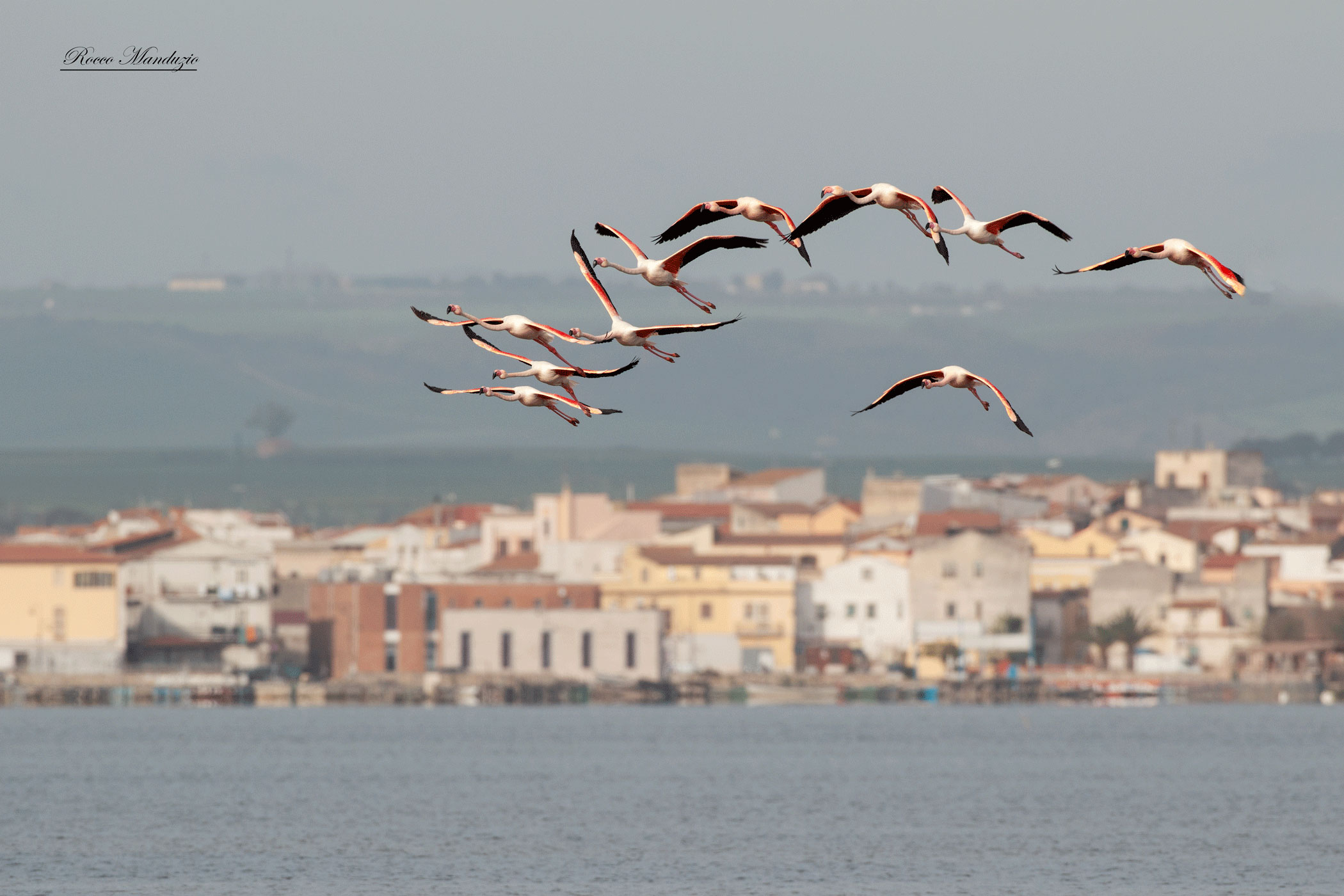 Cormorants on Lake Lesina
