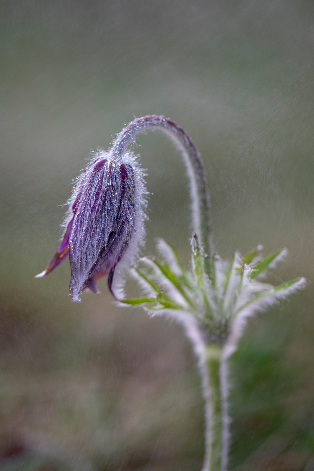 Pulsatilla