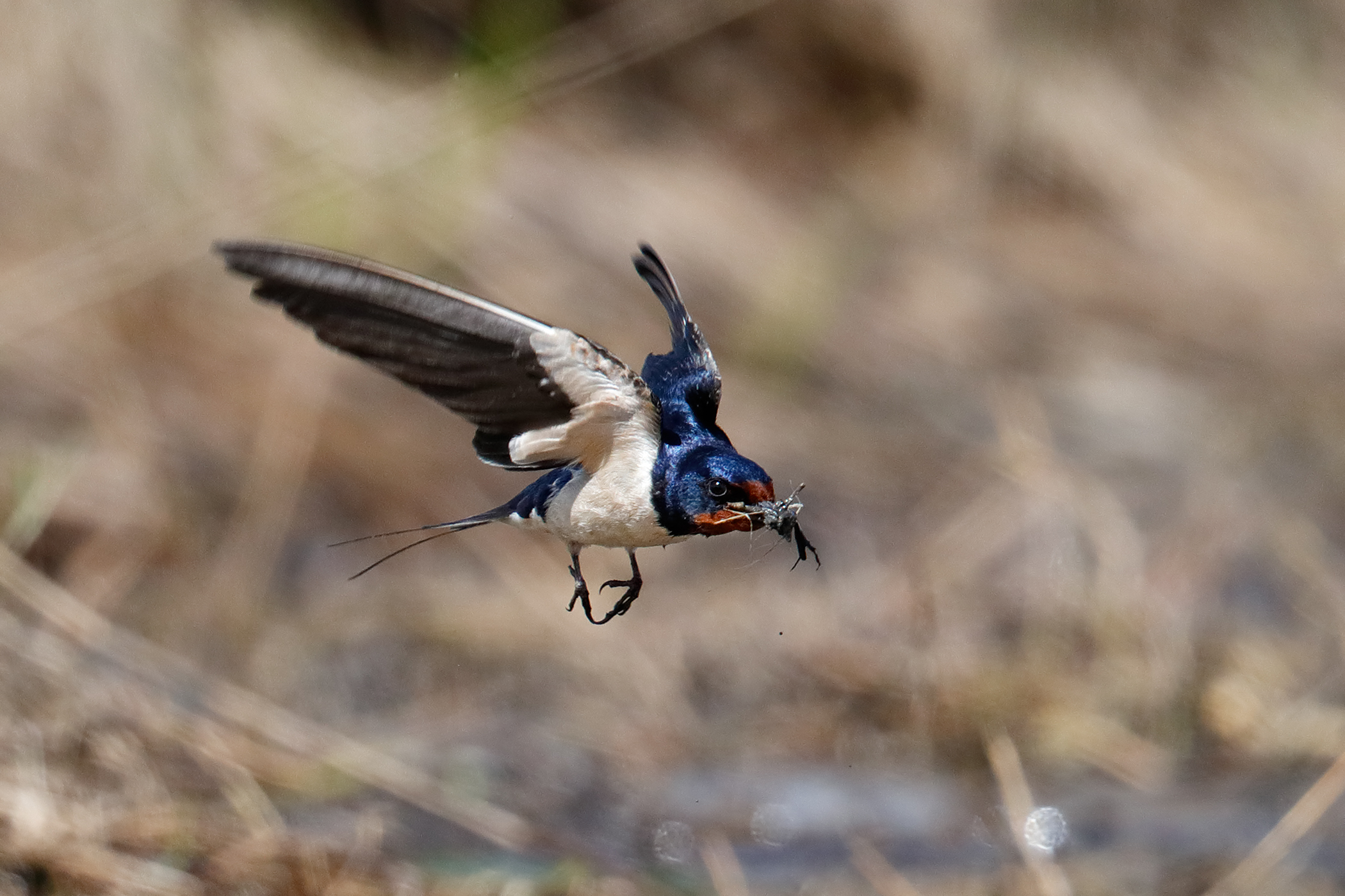 Lavori in corso - rondine