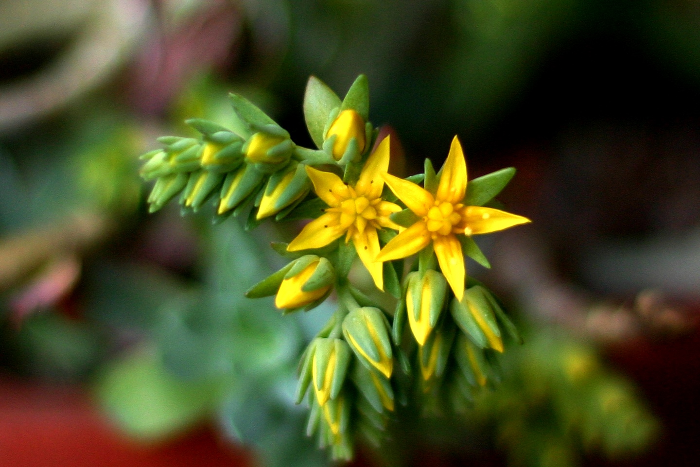 un minuscolo fiore giallo