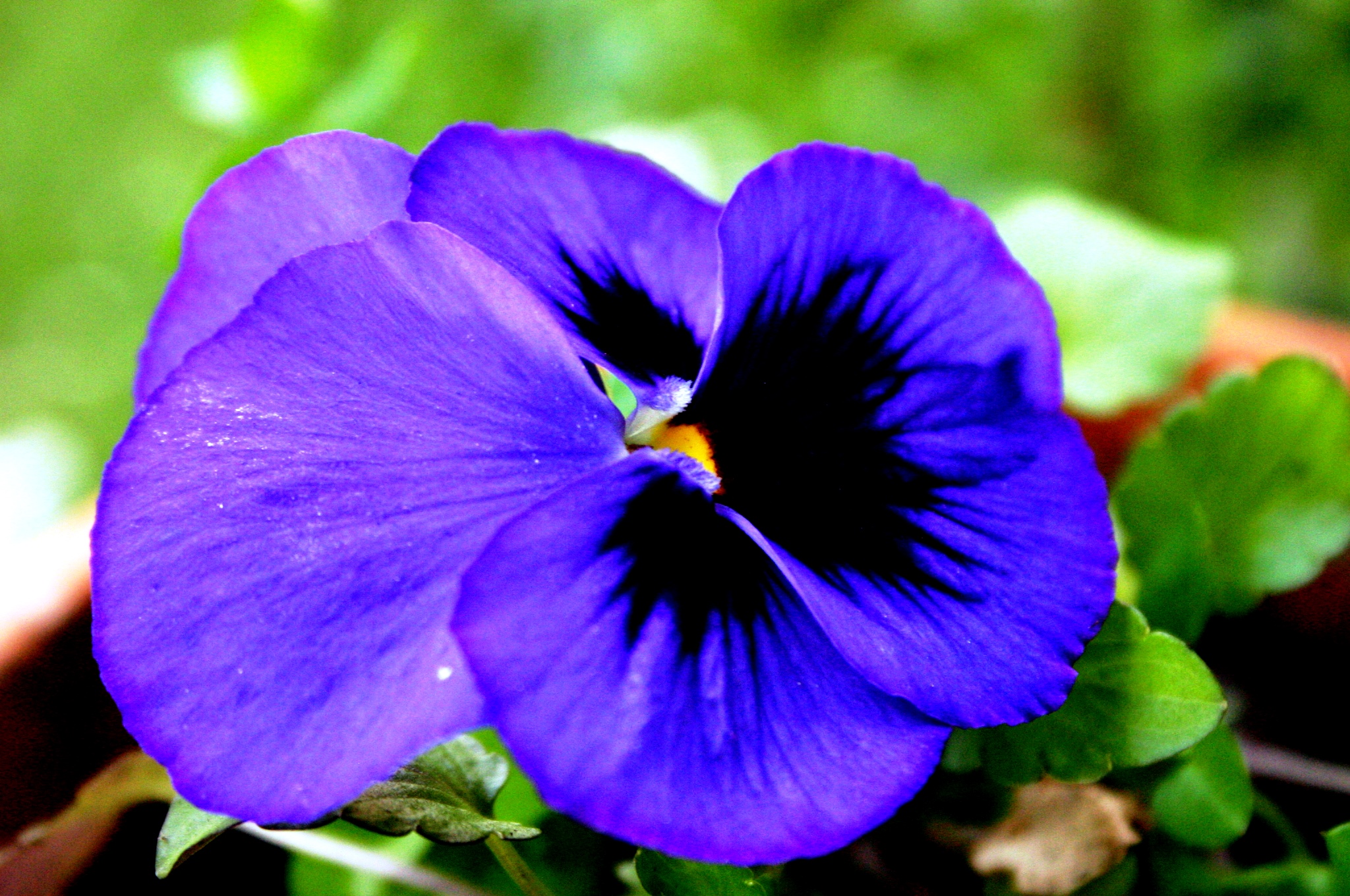 viola del pensiero sul mio balcone