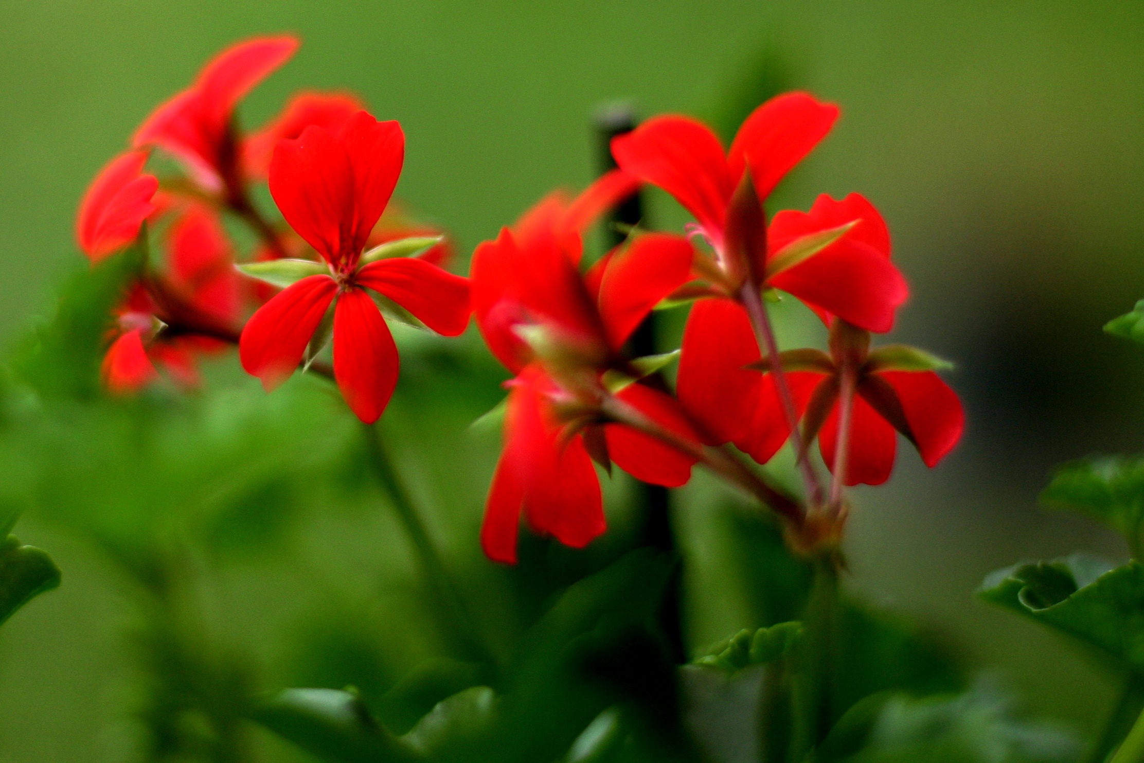 prima fioritura del geranio