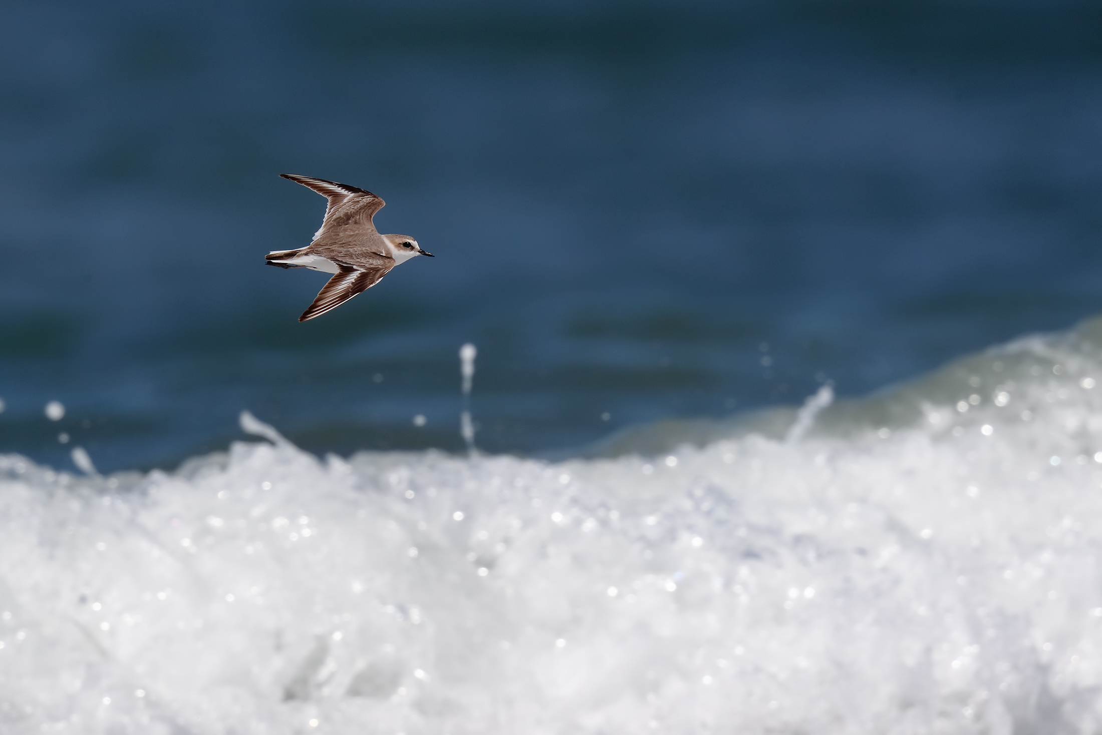 Fratino flying among the waves