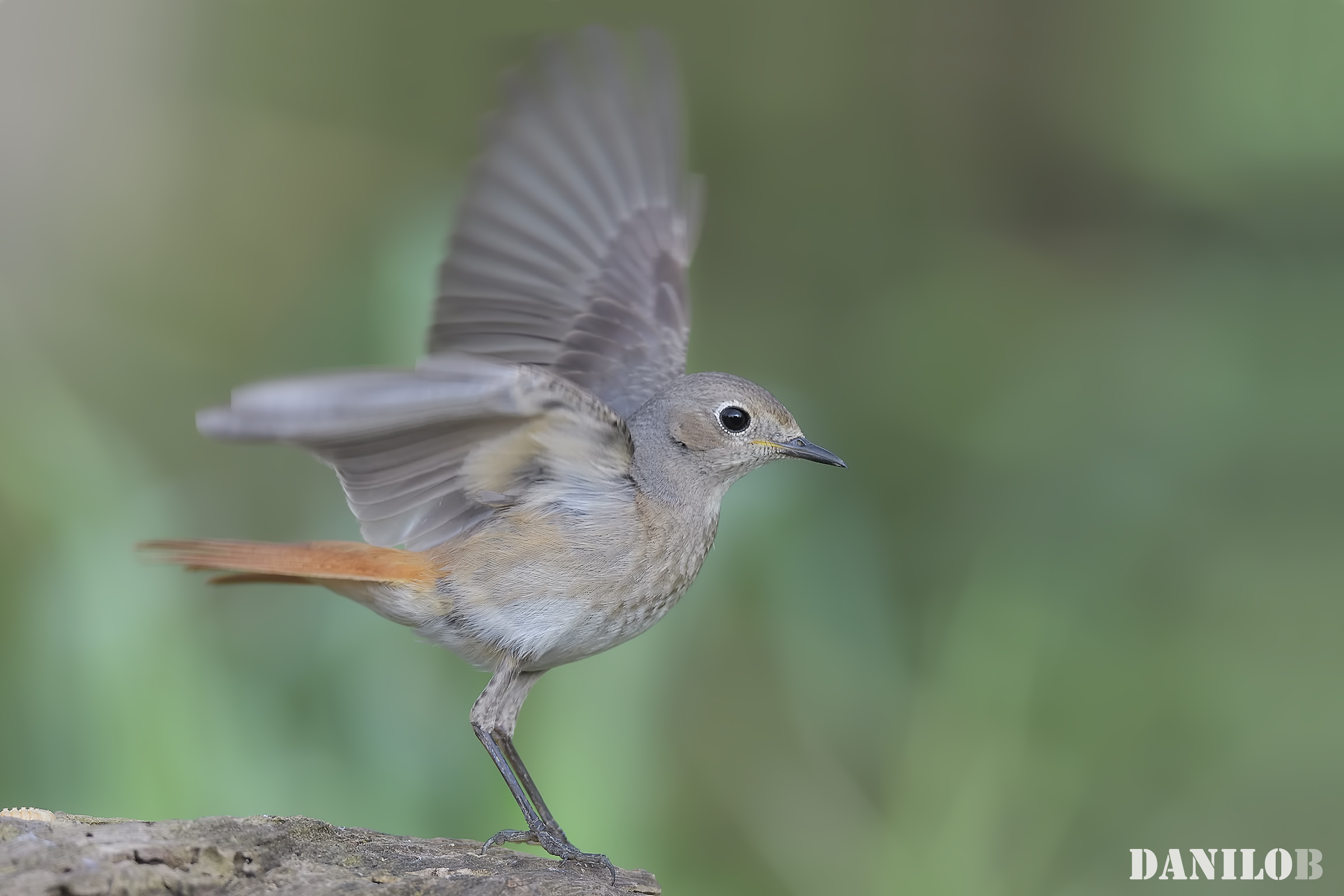 Common Redstart