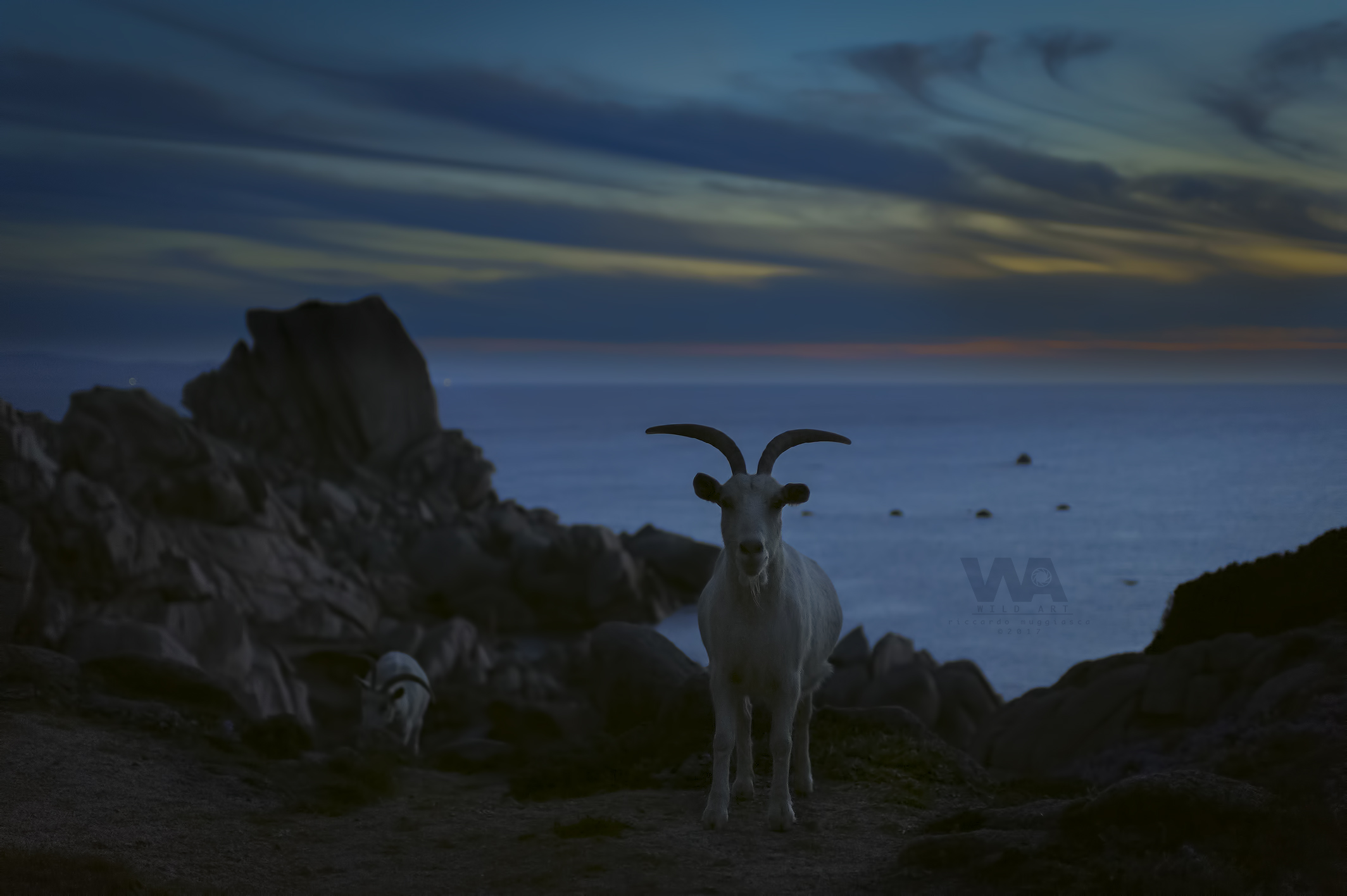 Wild goats at sunset