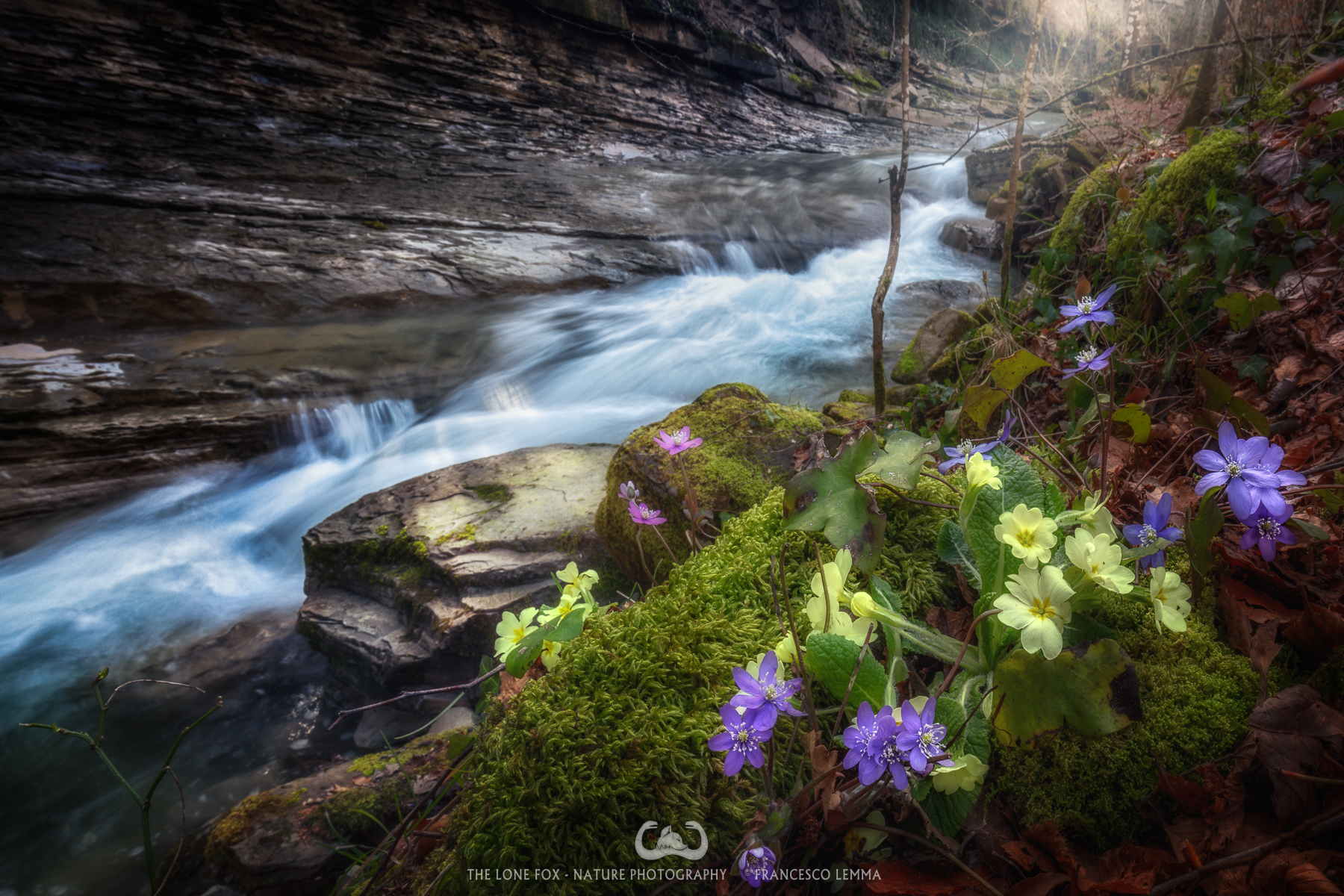 Spring in Acquacheta's stream 4