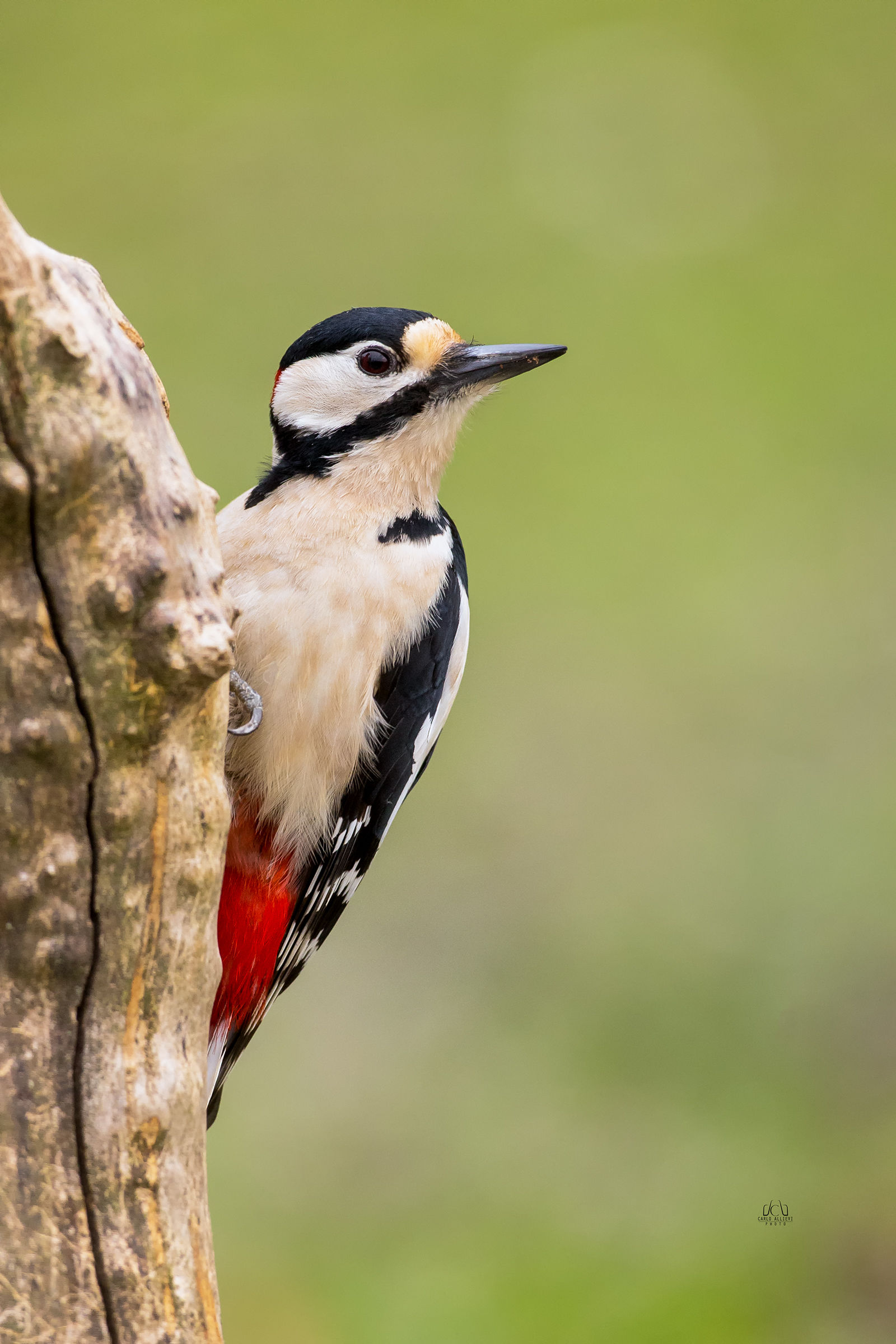 Great spotted Woodpecker