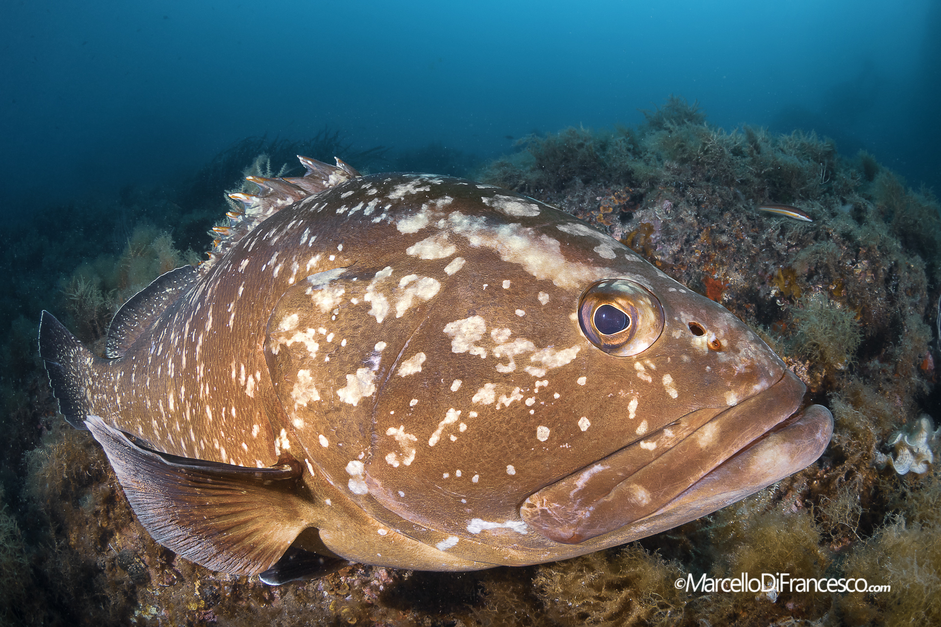 The Grouper