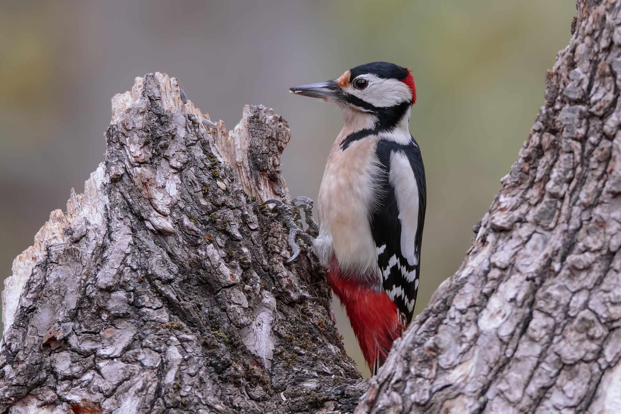 Picchio Rosso Maggiore (m)