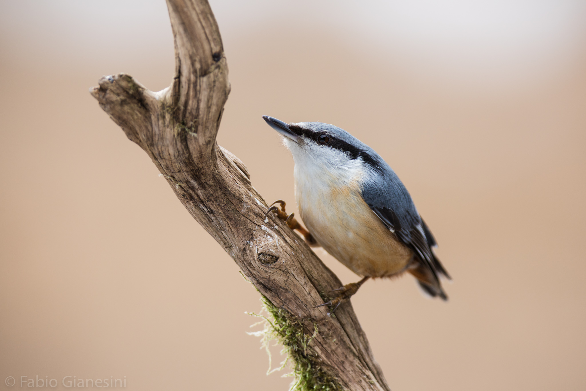 Nuthatch