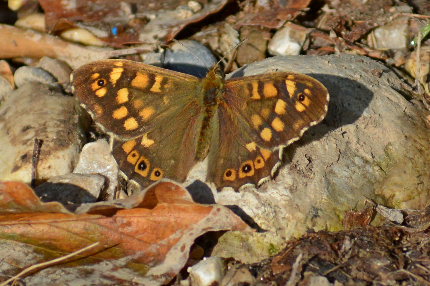 Butterfly erebia