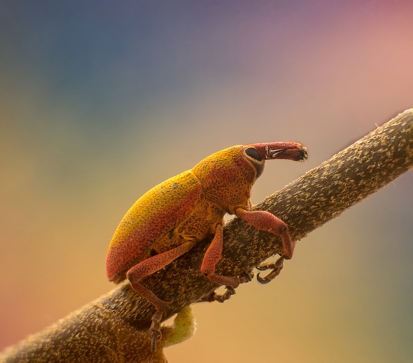 Lixomorphus algirus Linnaeus 1758