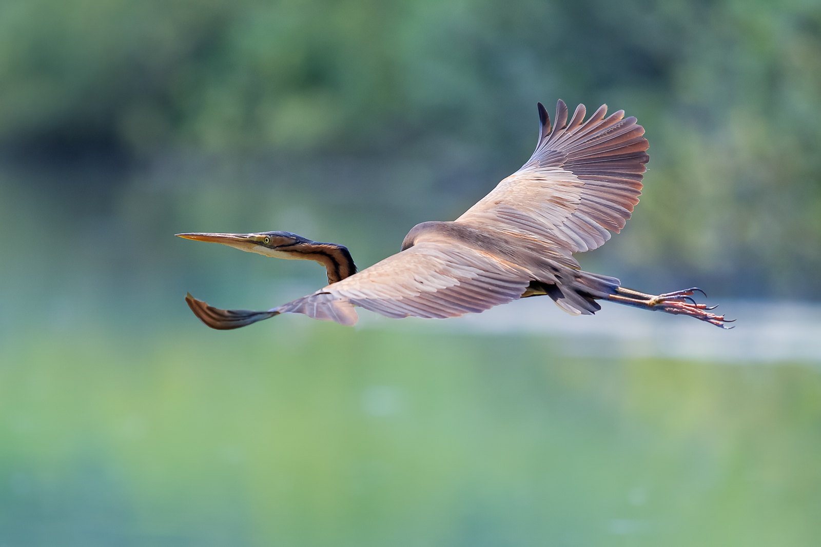 Purple Heron