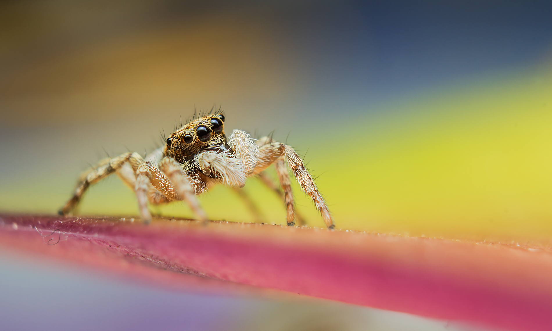 Spider jumping spider