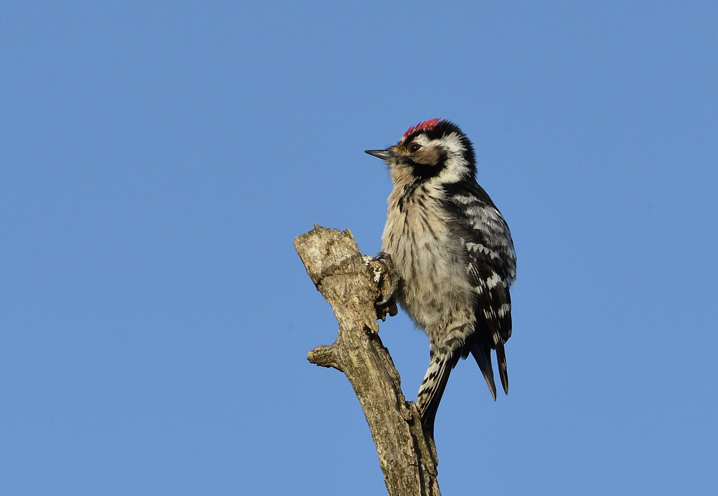 Picchio r. minore M.