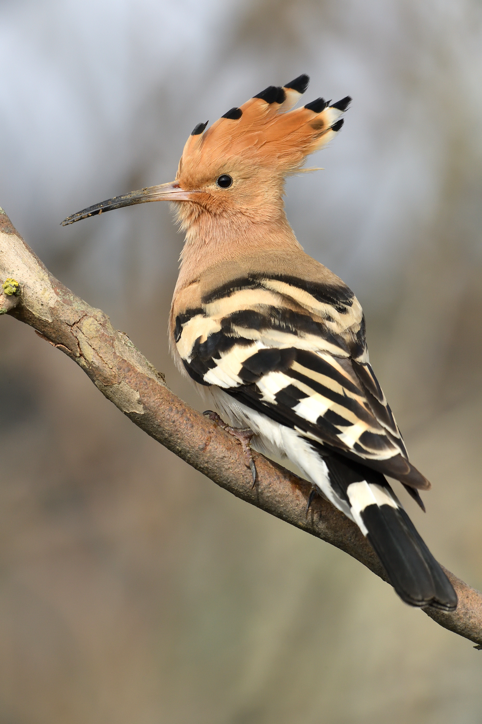hoopoe