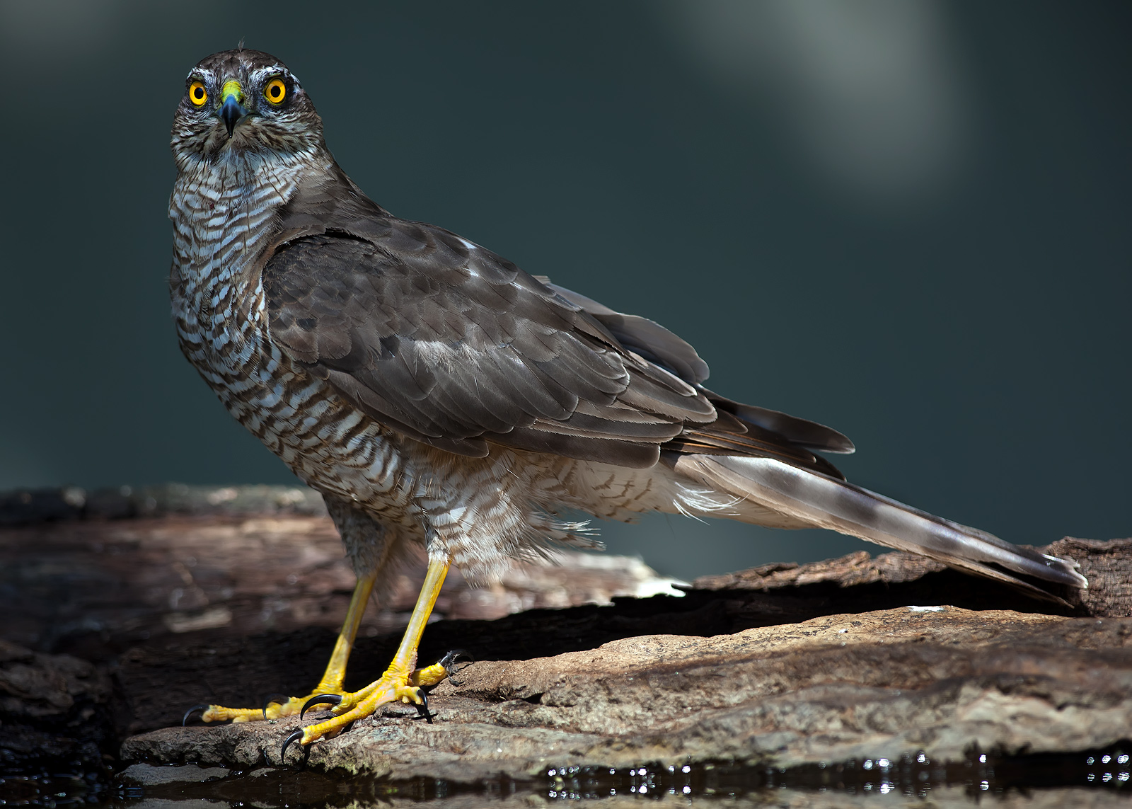 Sparrowhawk posing
