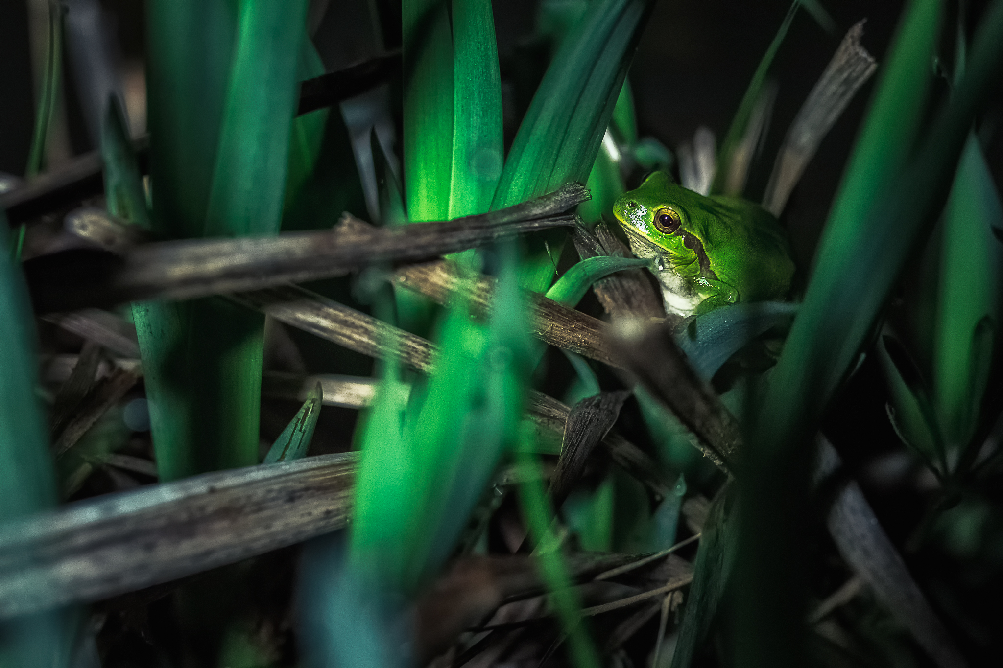 Tree frog in the night