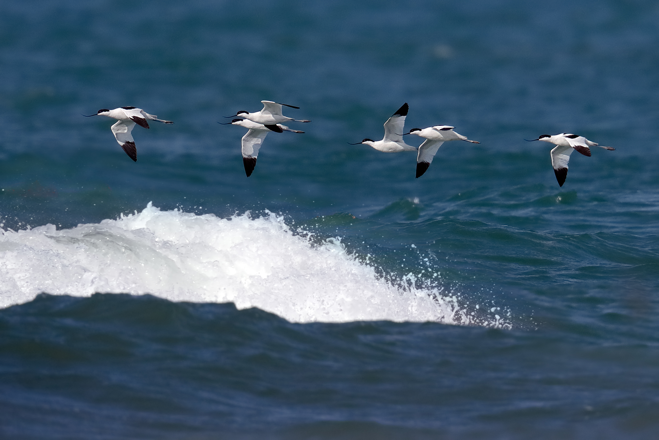 Avocette in migrazione primaverile