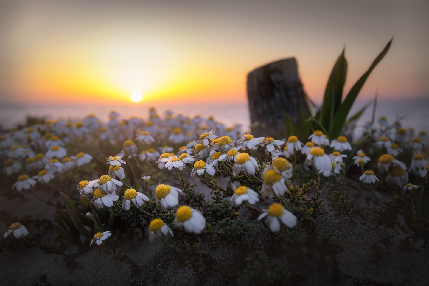 The sunset attracts Daisies