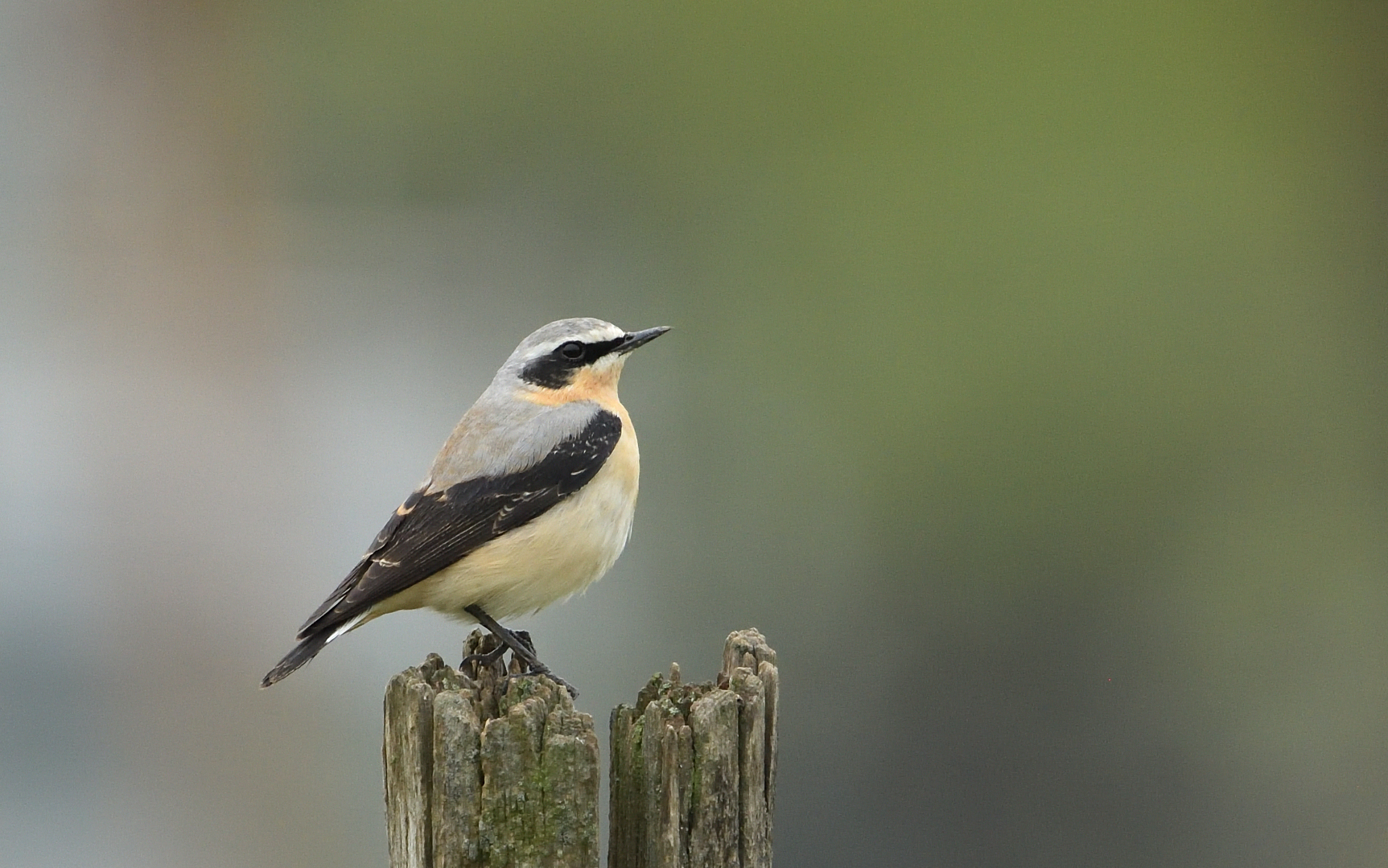 Northern Wheatear m.