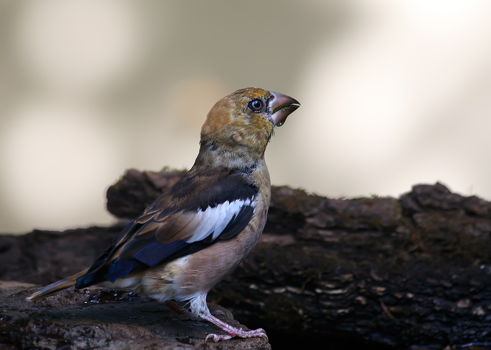 Hawfinch in the wood
