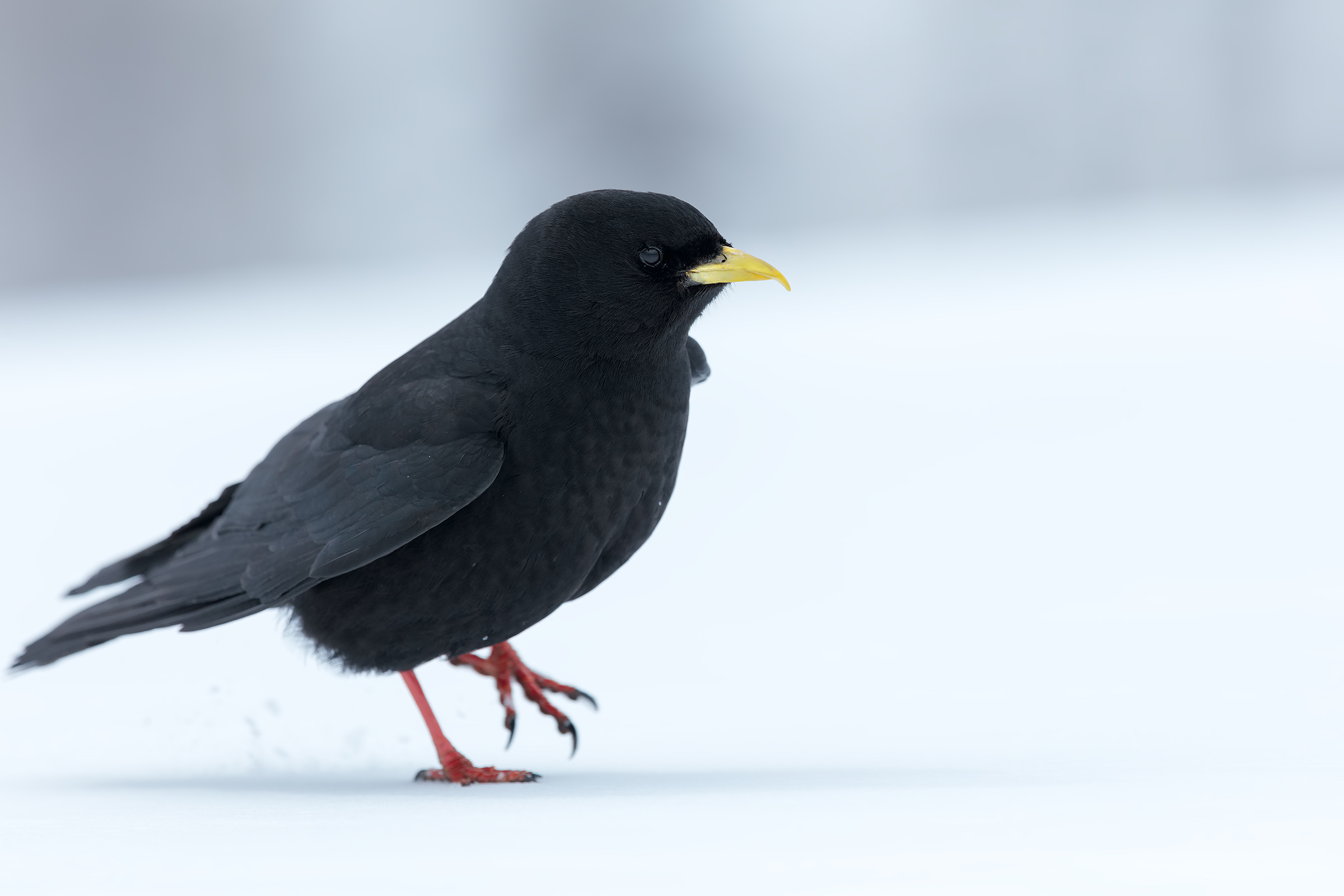 Gracchio alpino nella neve