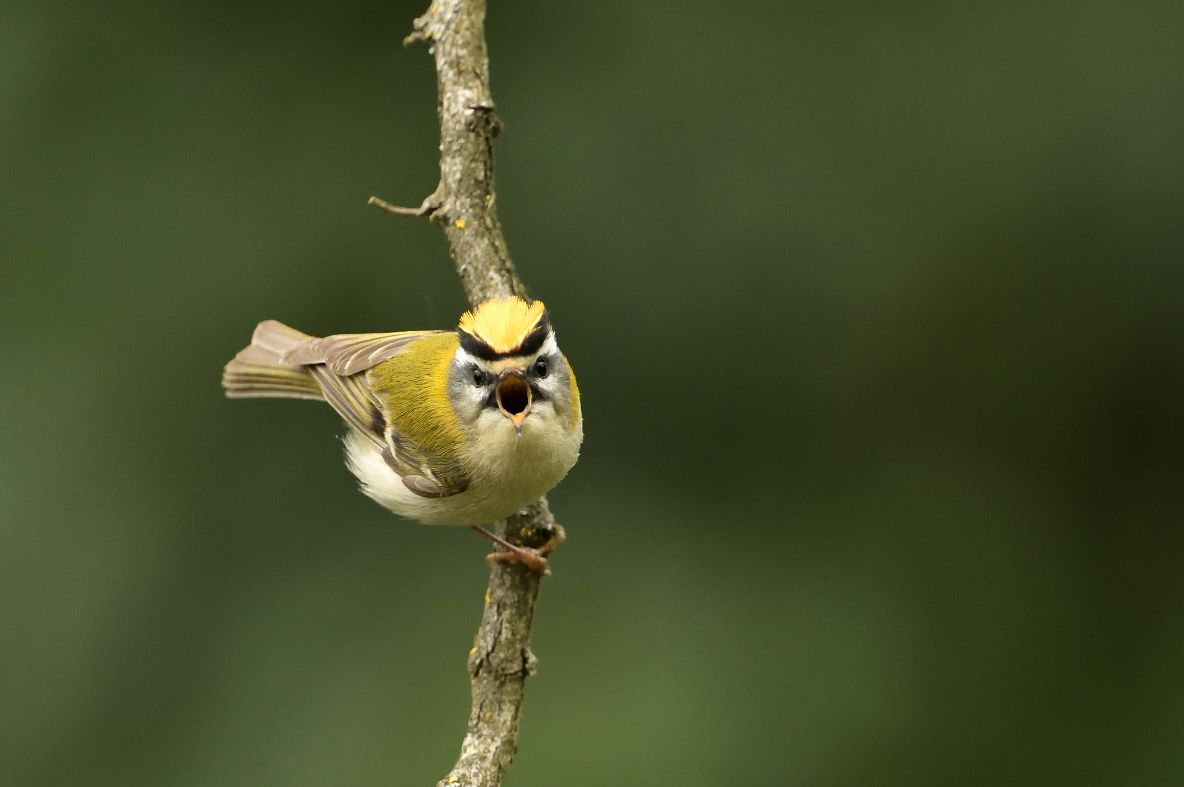 Firecrest m.