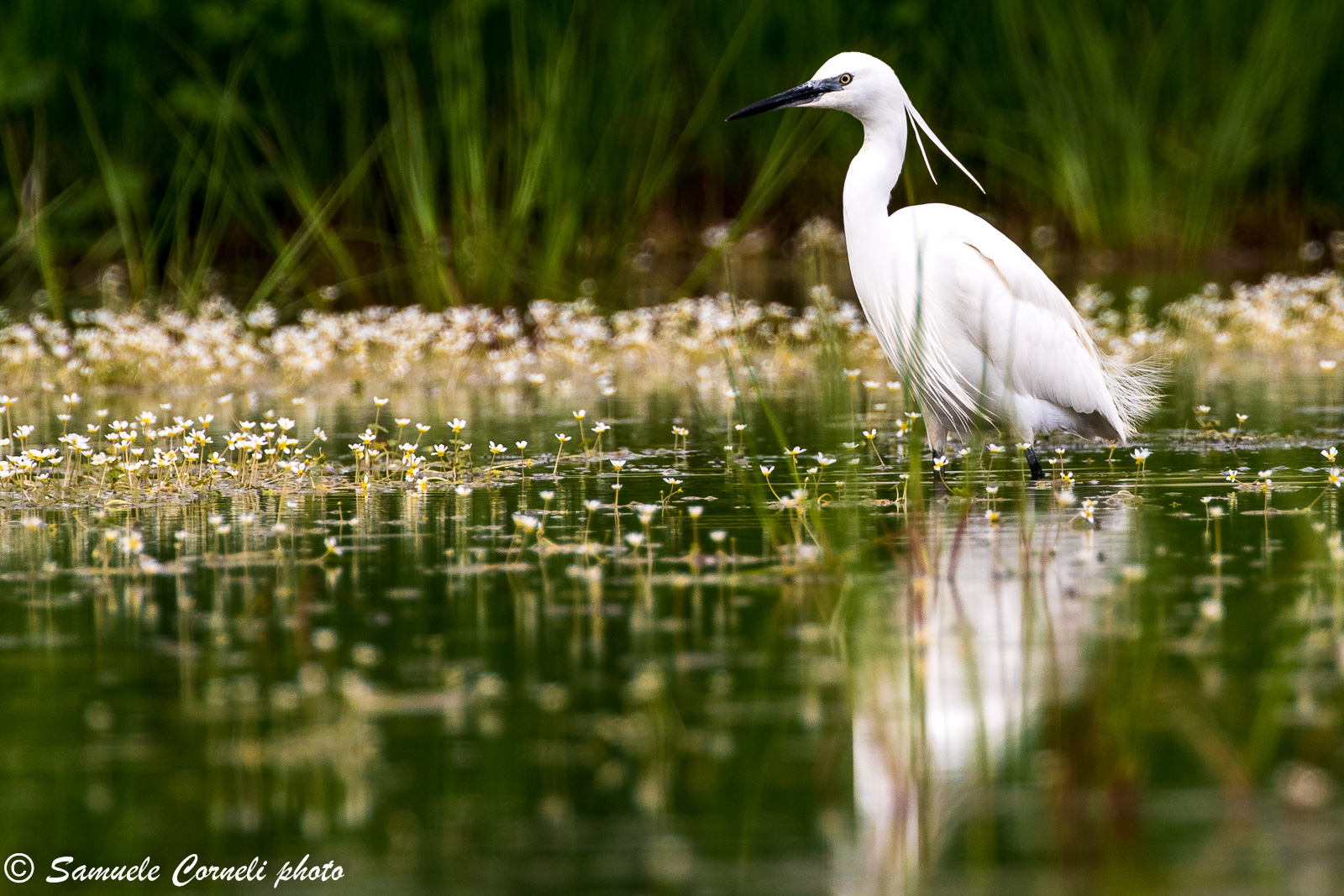 Egretta garzetta