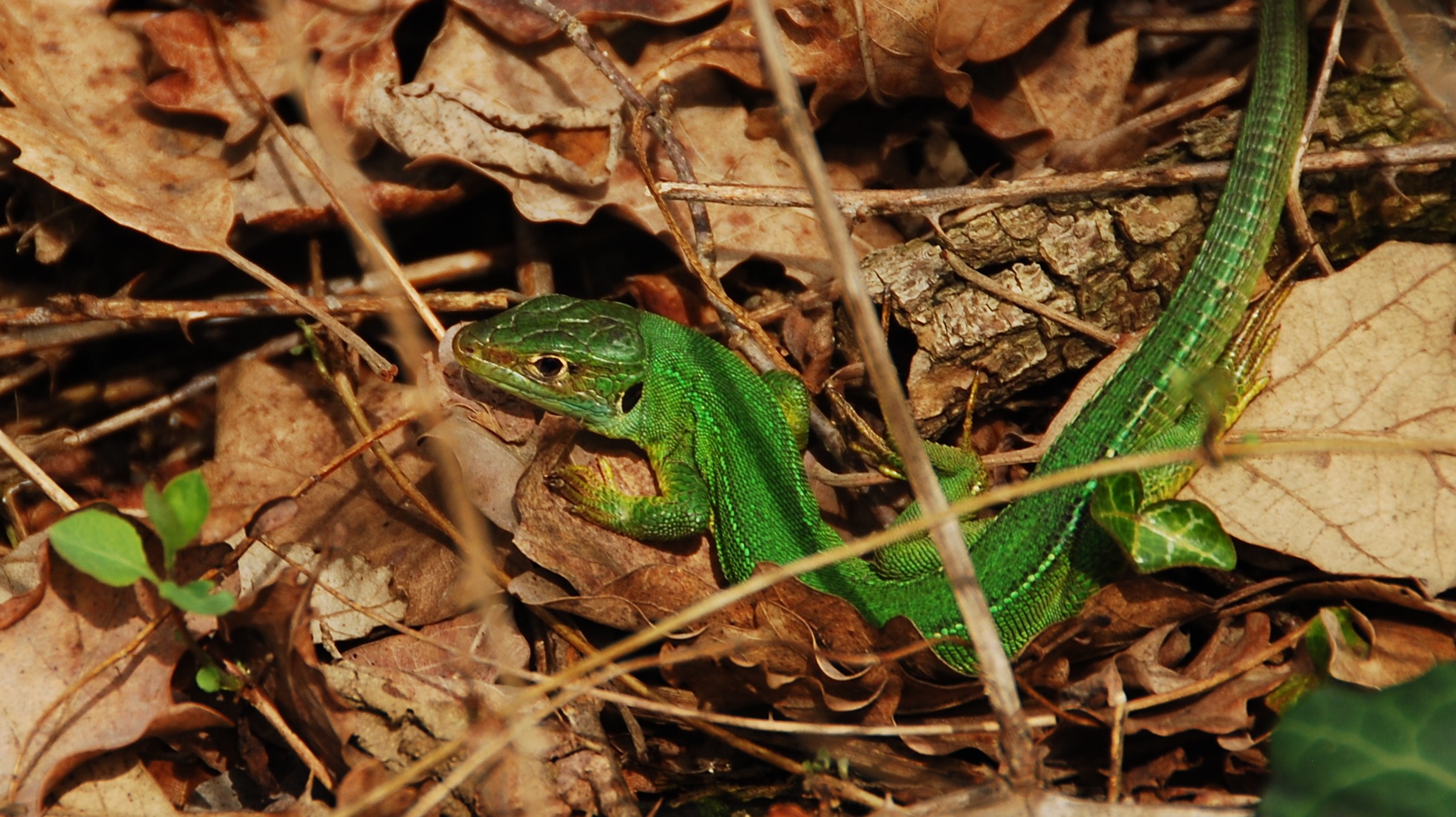 Il verde