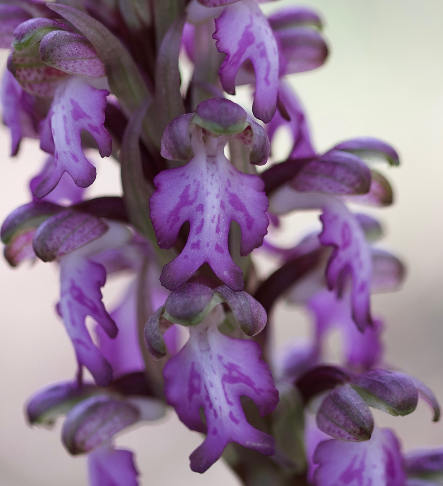 Barlia robertiana (Himantoglossum robertianum)