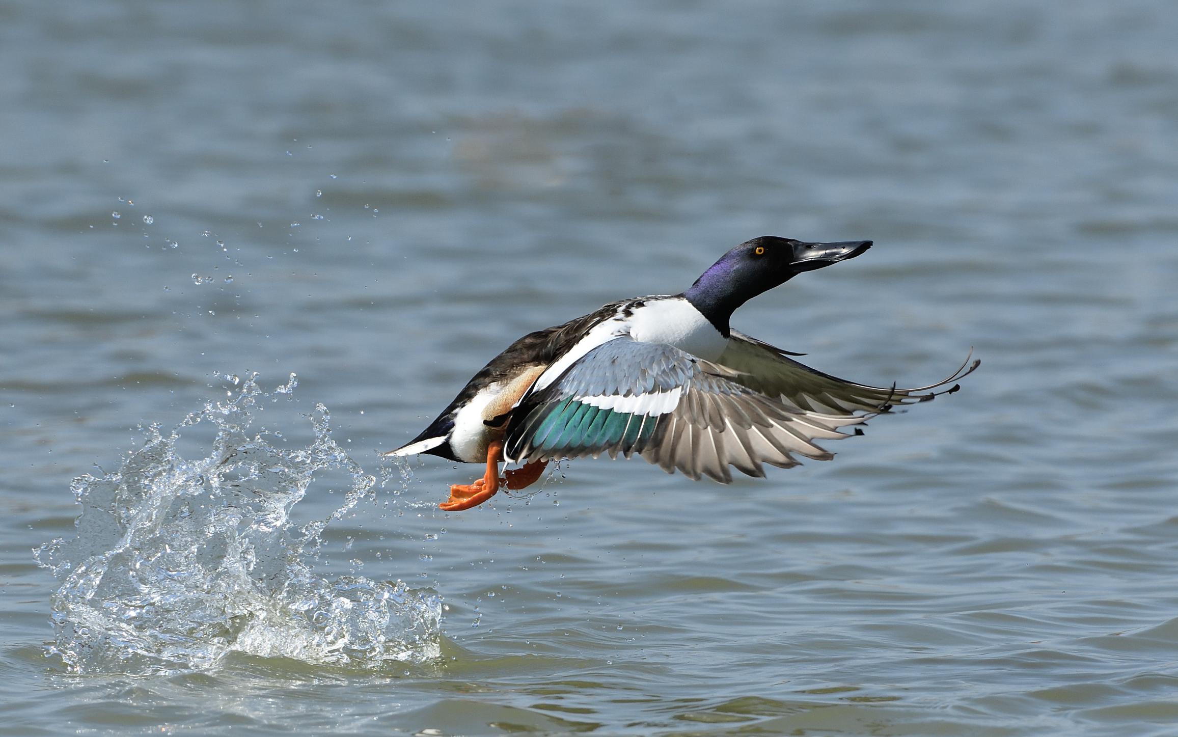 Northern Shoveler m.