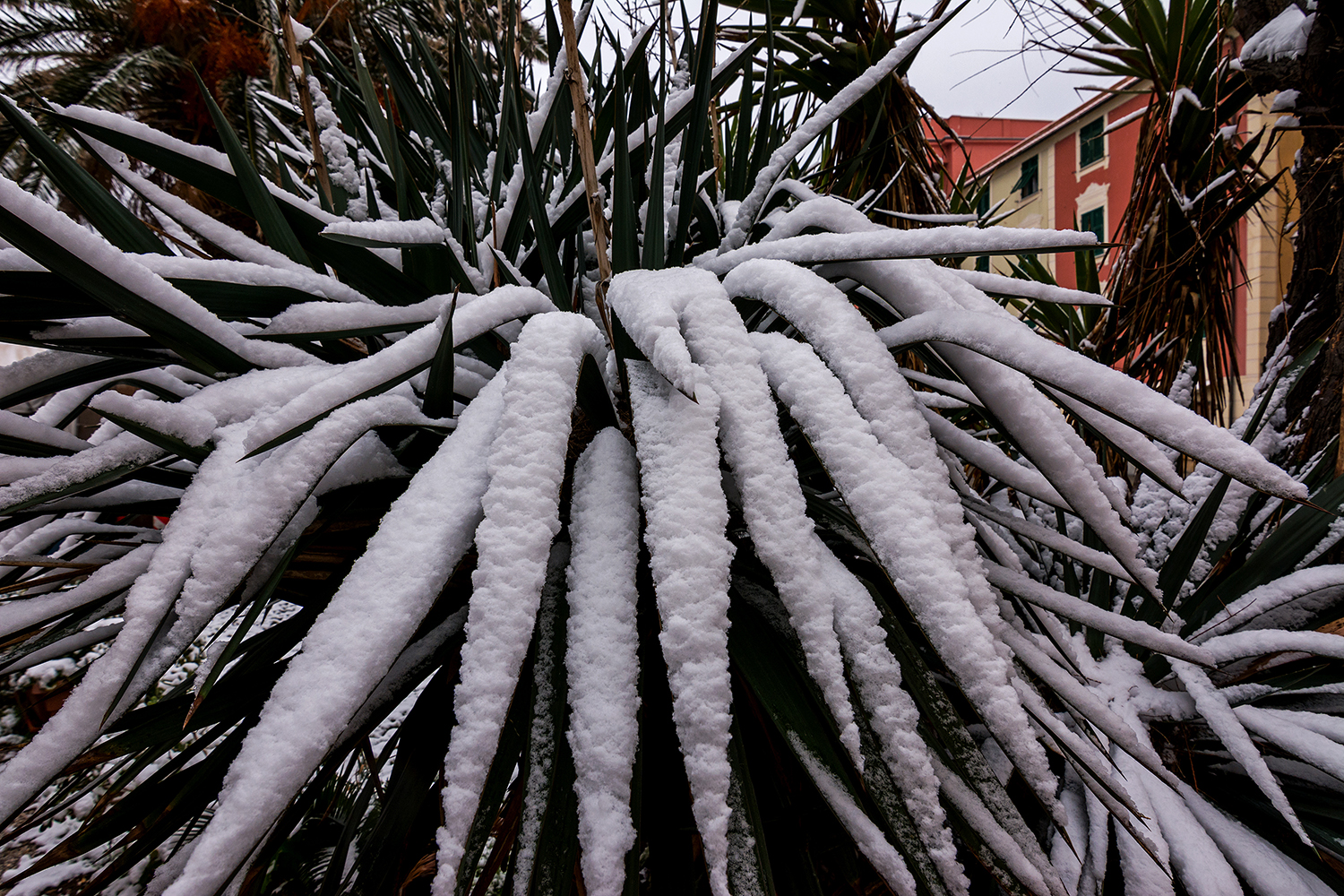 La neve nel Tigullio