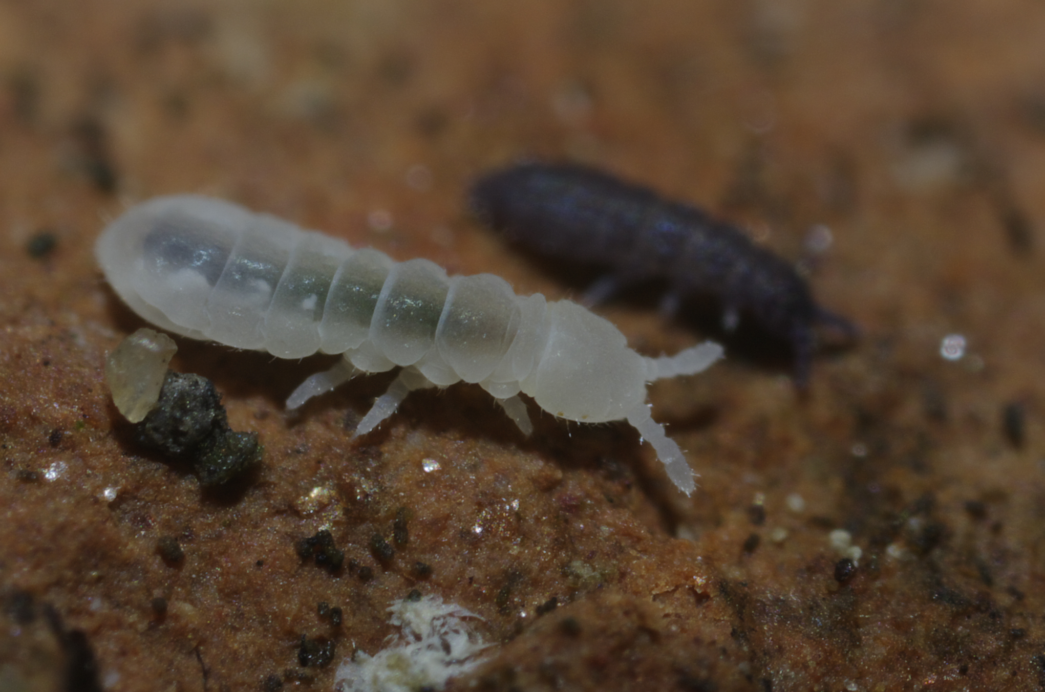 Springtails