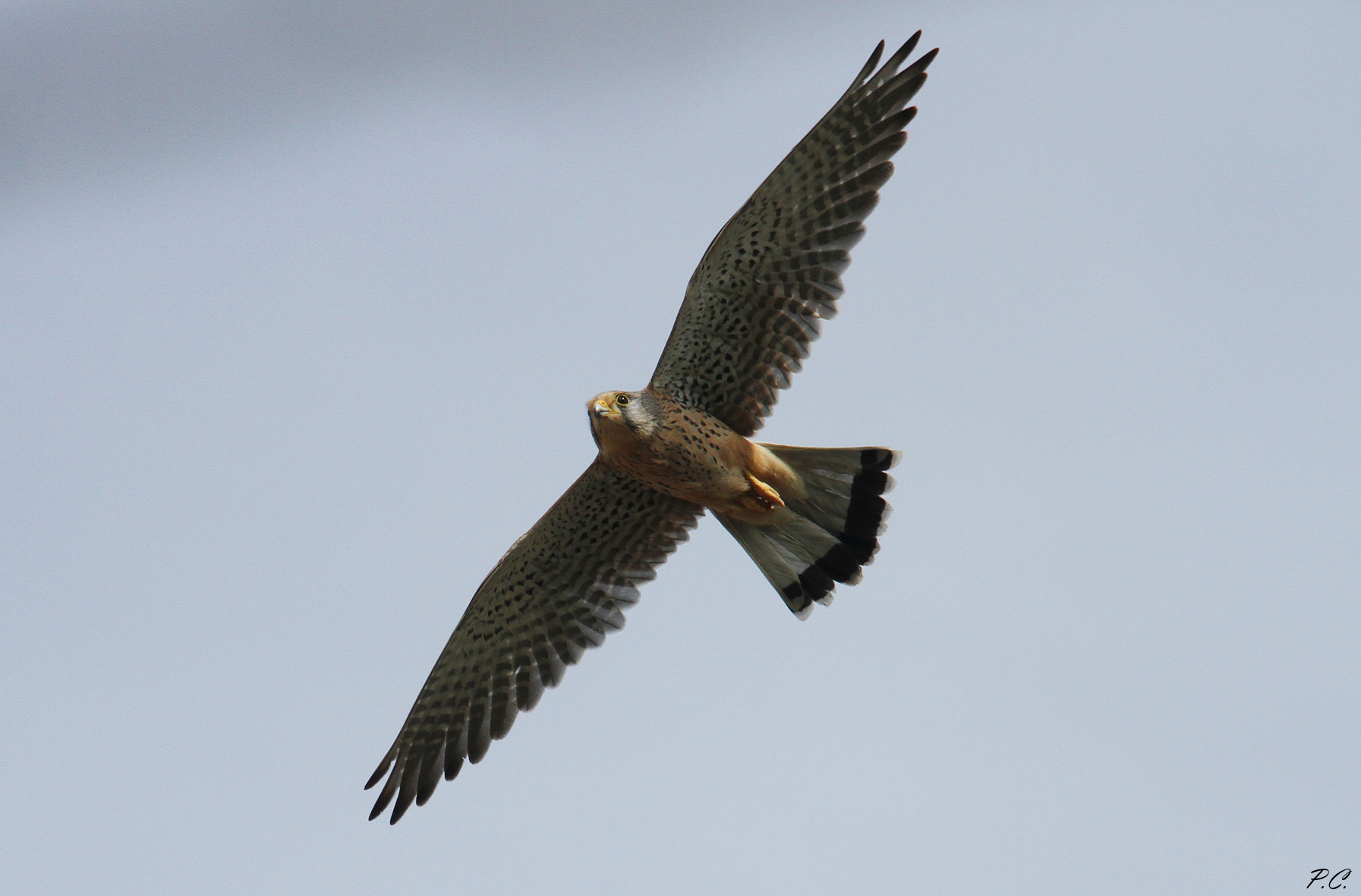 Kestrel between flights and Holy spirits