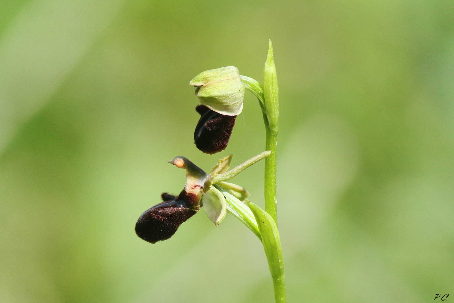 Ophrys sphegales